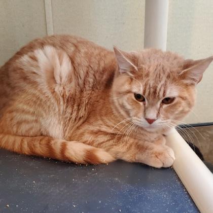 Enlarge Pam, a ADOPTABLE mixed breed in Dubuque, IA image 2/3