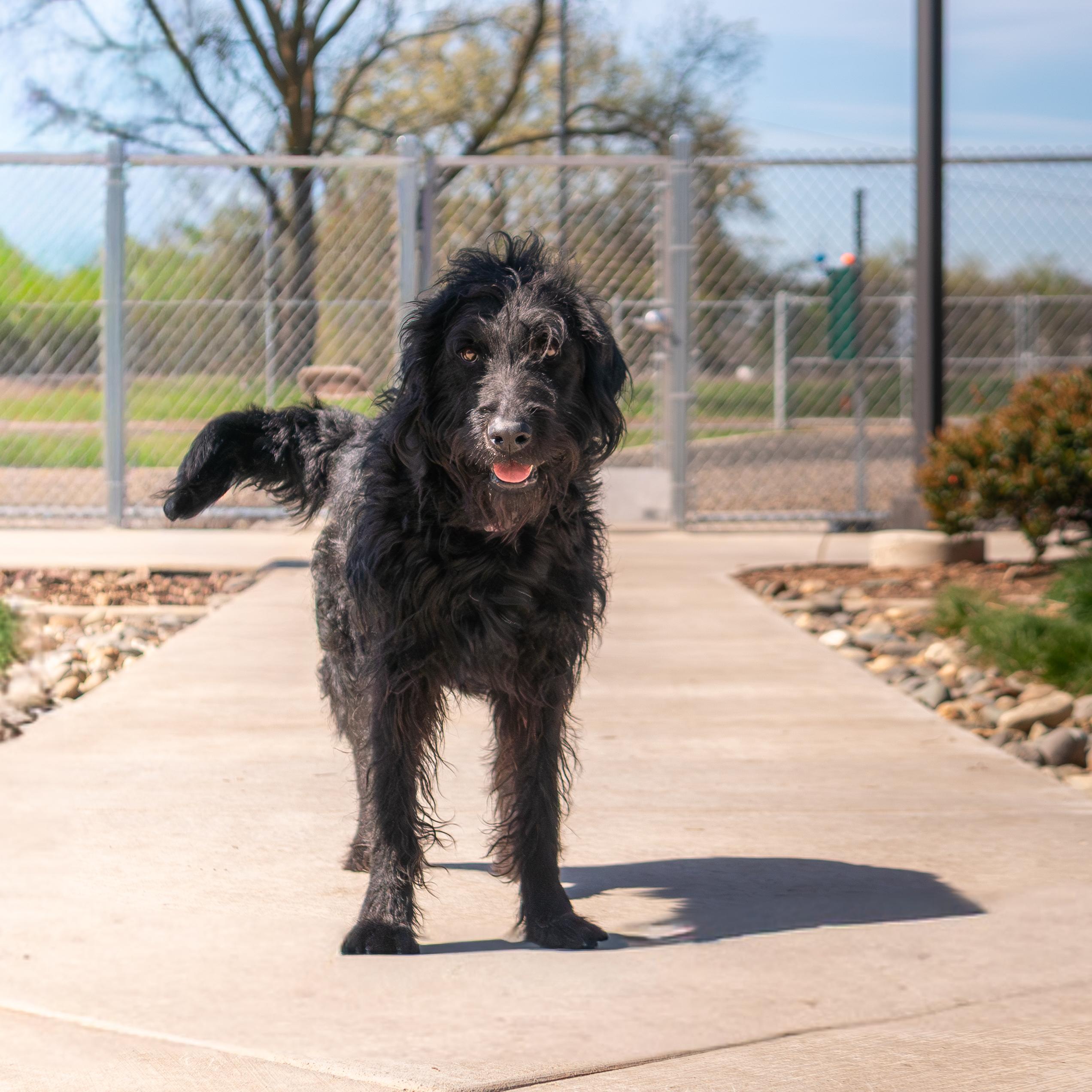 Enlarge Scout, a Adoptable mixed breed in Chico, CA image 1/6