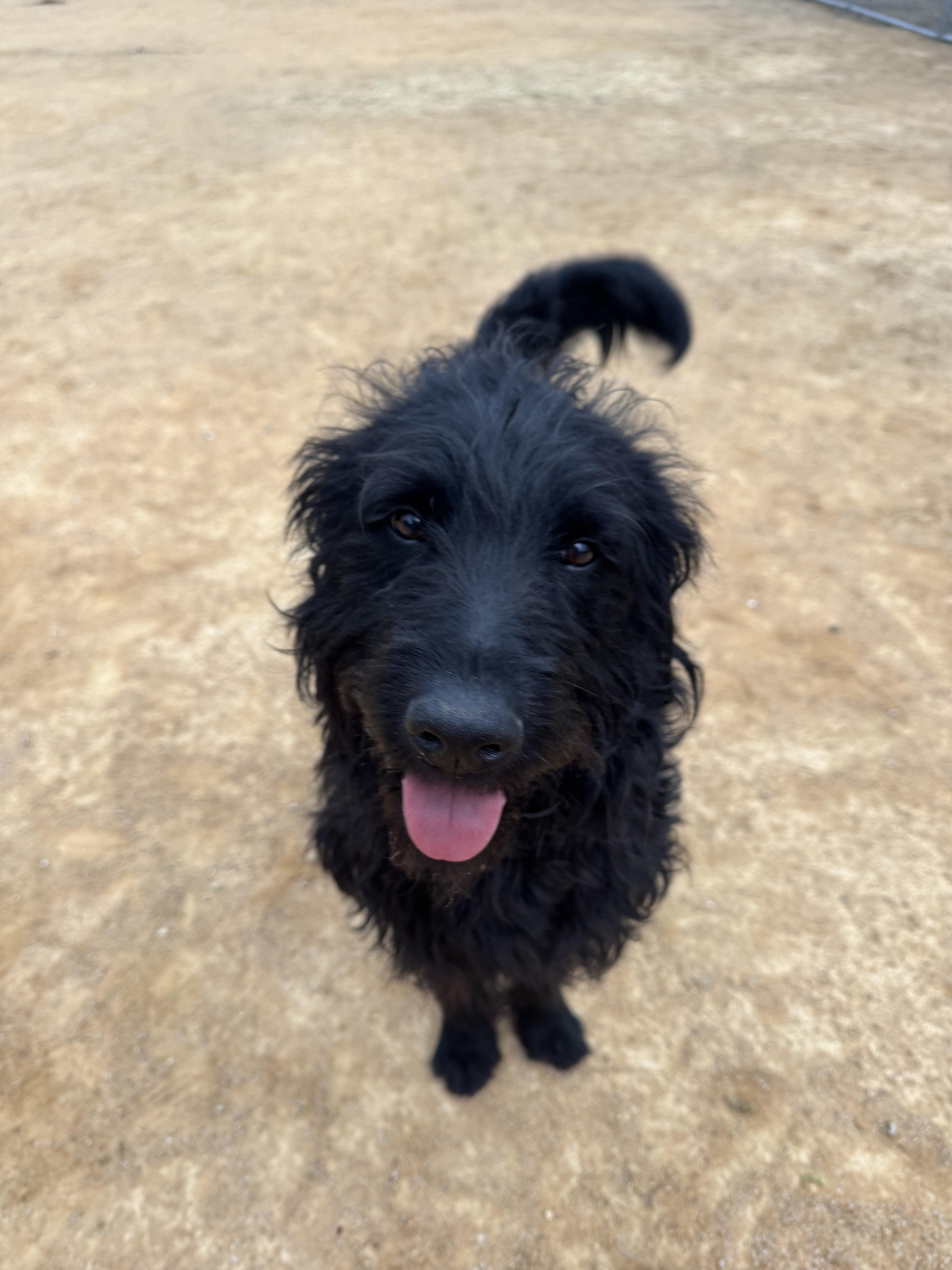 Enlarge Scout, a Adoptable mixed breed in Chico, CA image 2/6