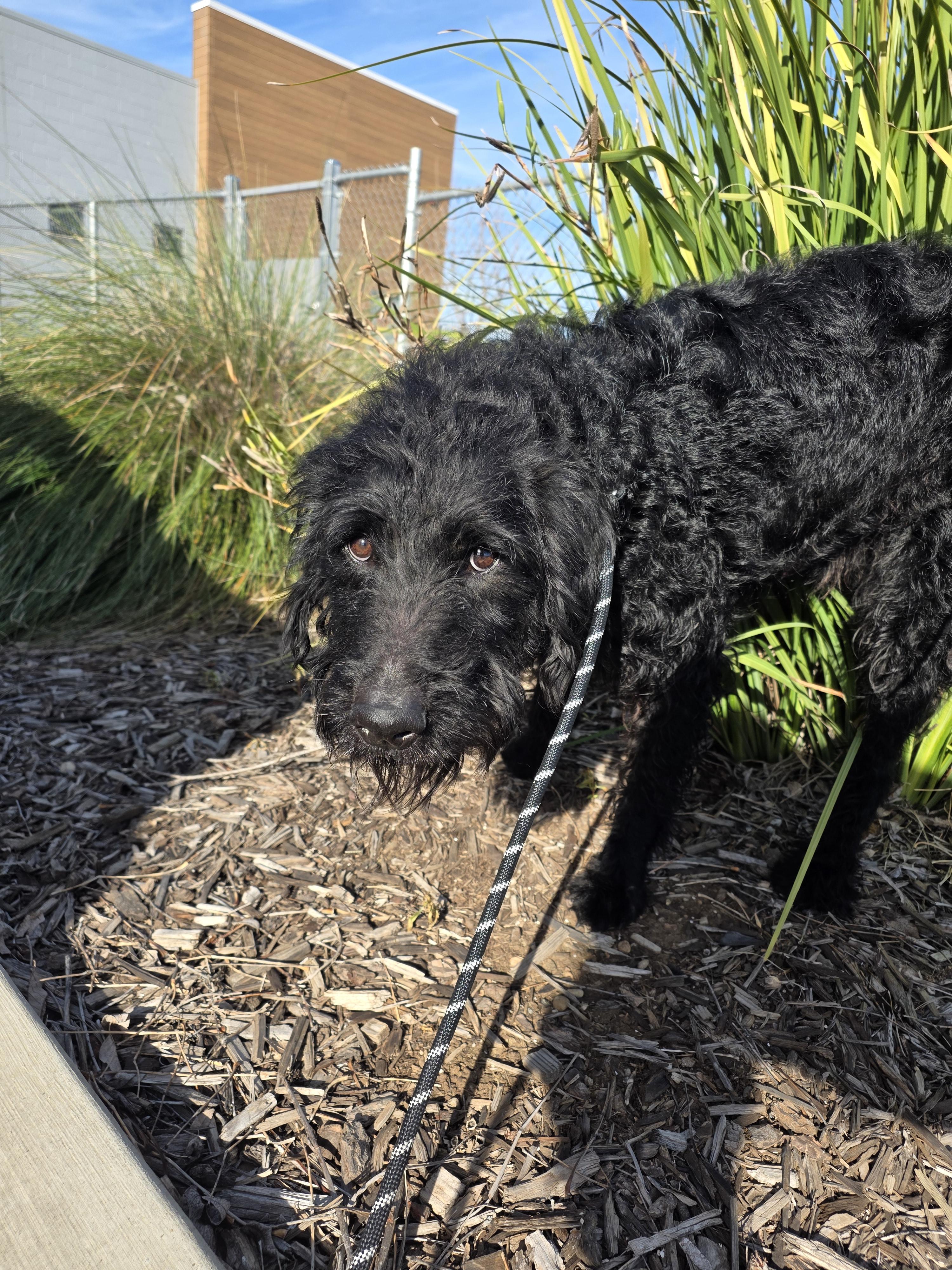 Enlarge Scout, a Adoptable mixed breed in Chico, CA image 3/6