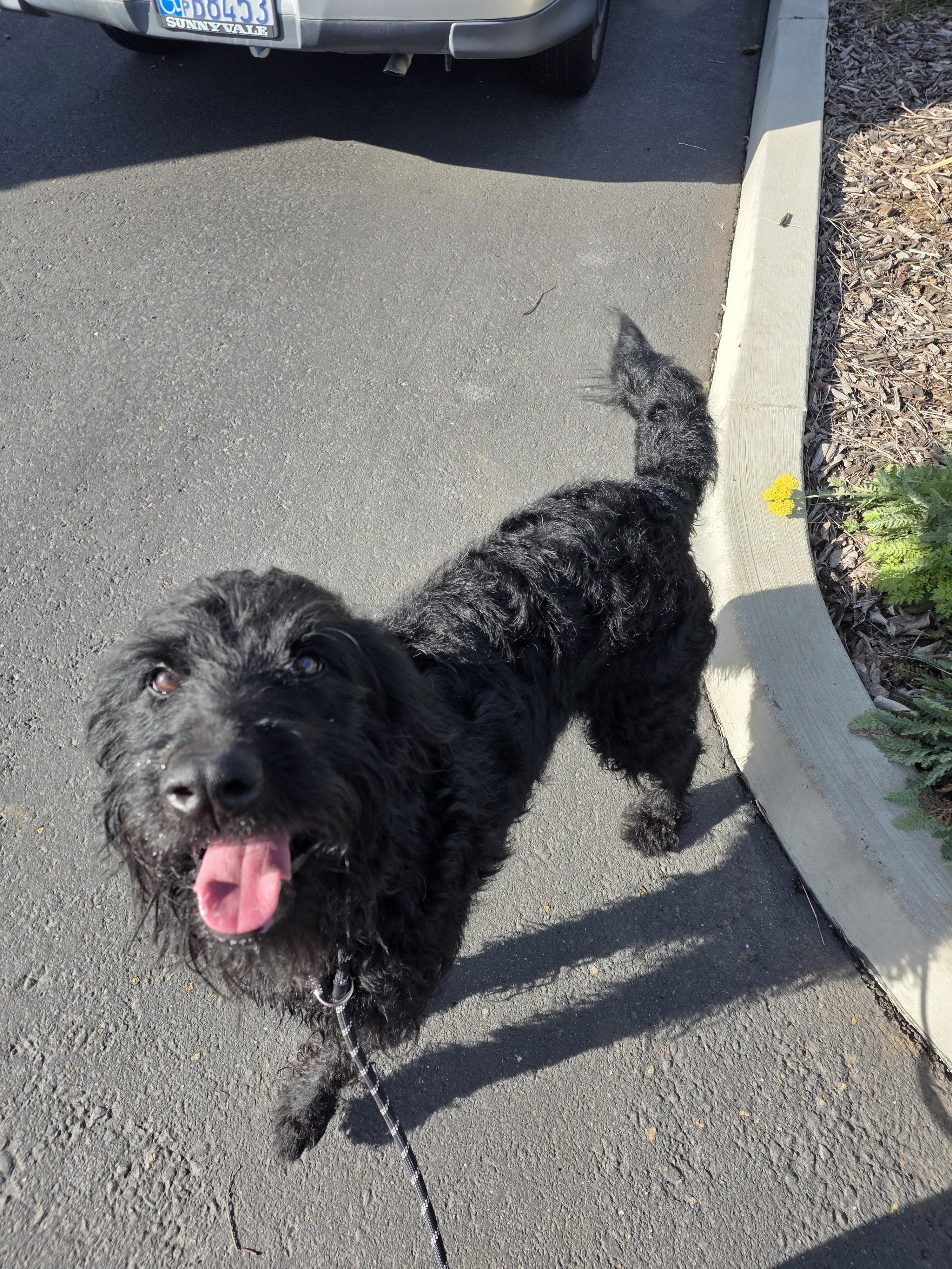 Enlarge Scout, a Adoptable mixed breed in Chico, CA image 4/6