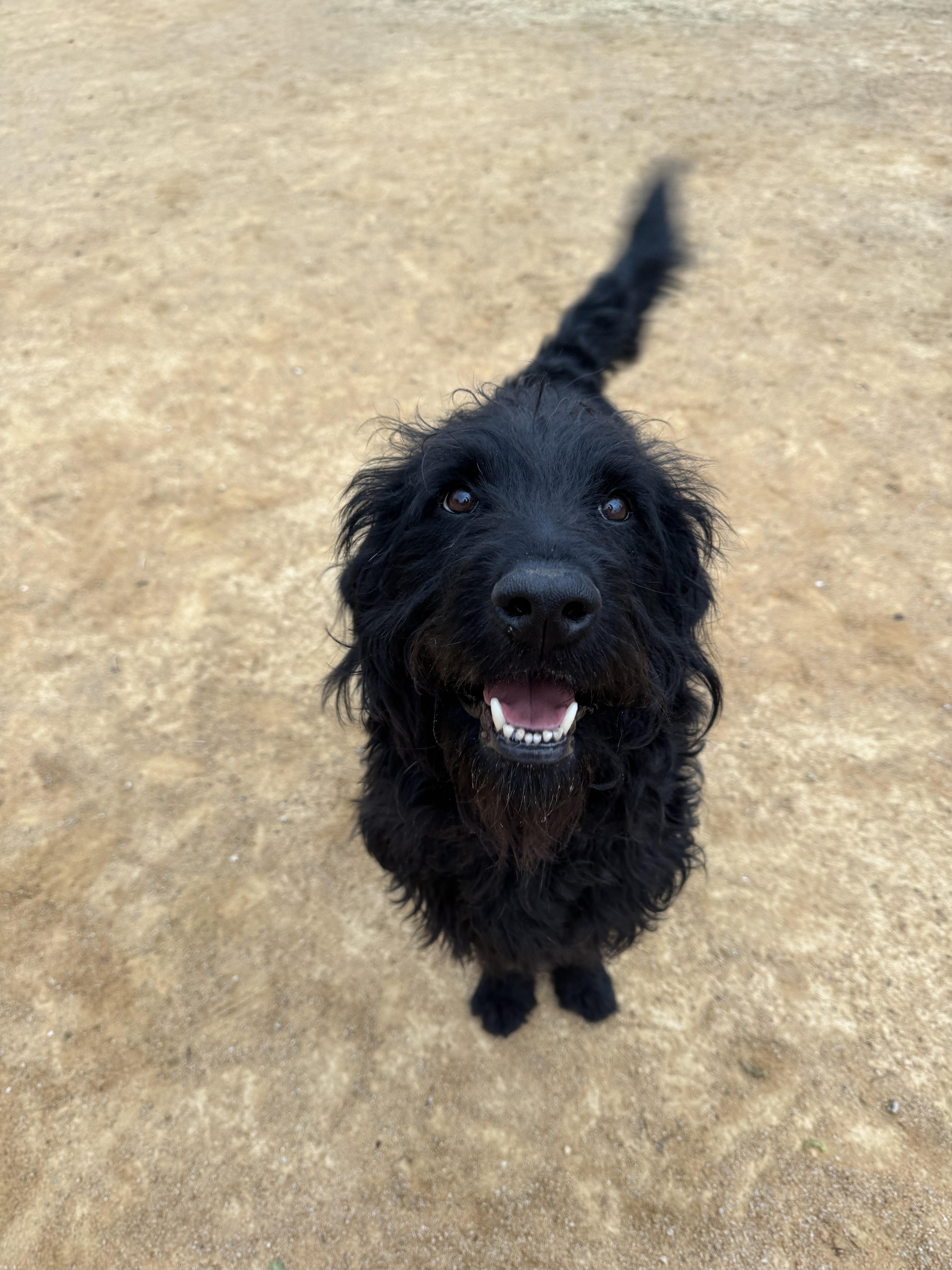 Enlarge Scout, a Adoptable mixed breed in Chico, CA image 5/6