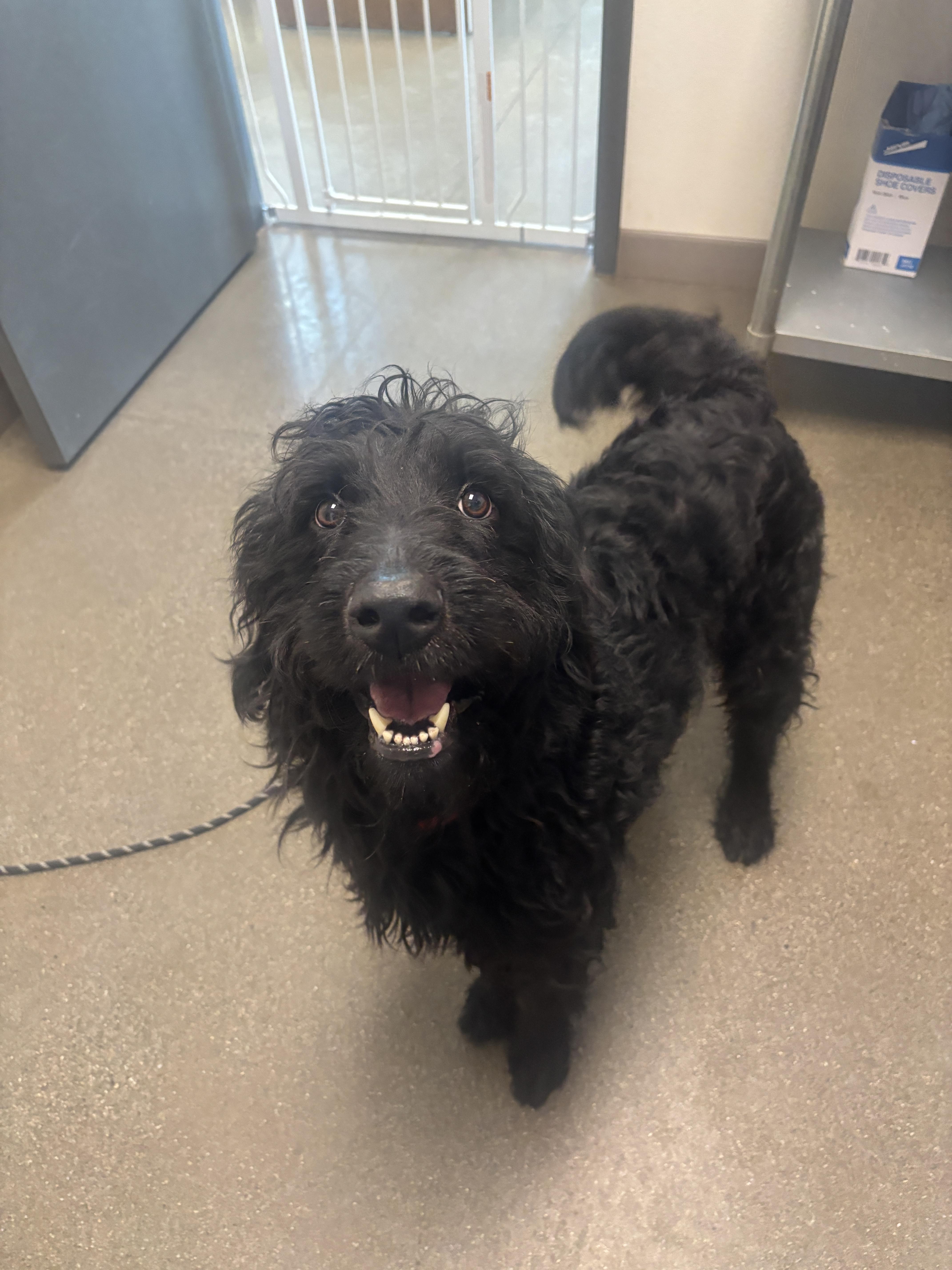 Enlarge Scout, a Adoptable mixed breed in Chico, CA image 6/6