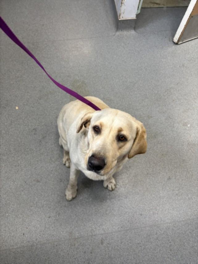A209889, Adoptable, Adult Female Labrador Retriever.