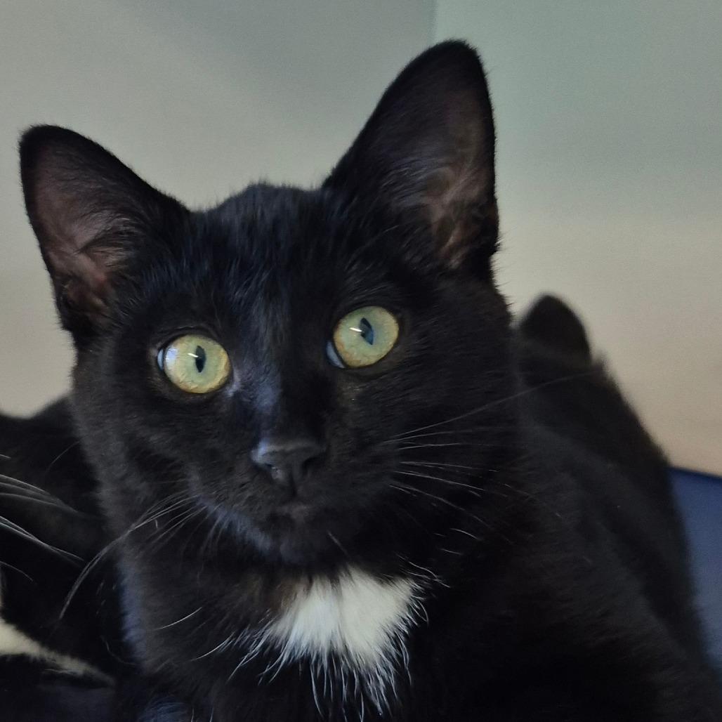 Lava, Adoptable, Kitten Female Domestic Short Hair.