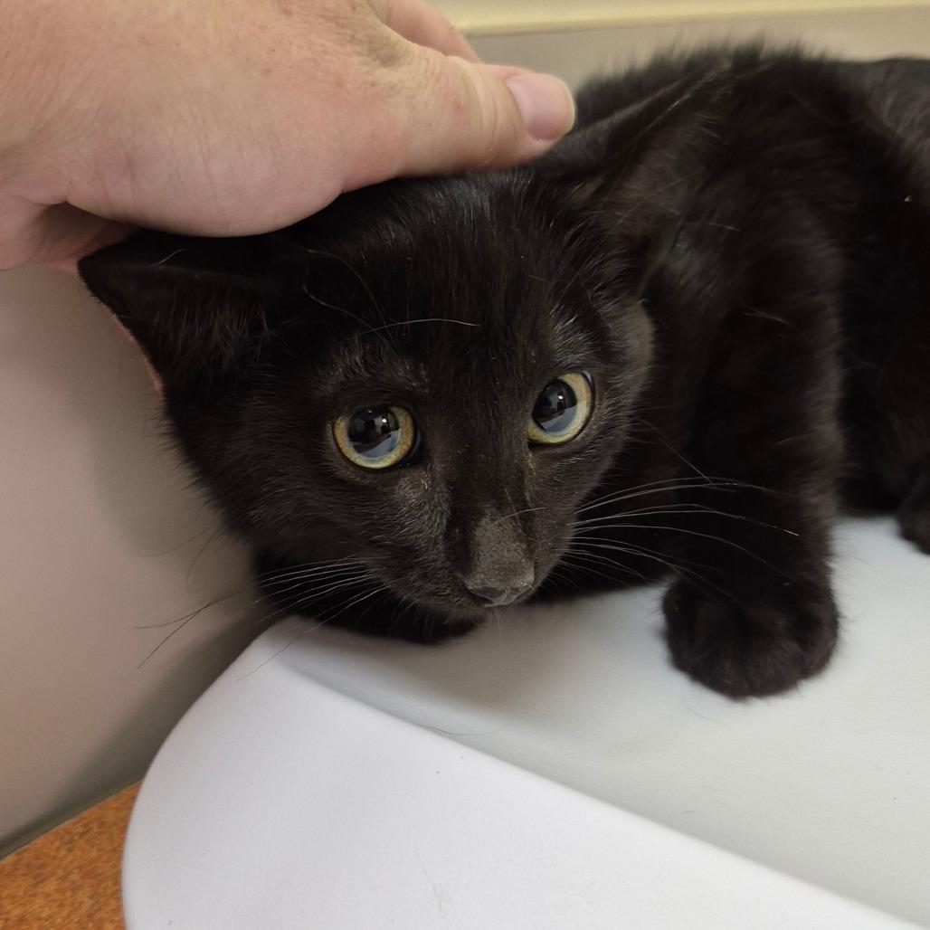 Enlarge Lava, a Adoptable Domestic Short Hair in Drumheller, AB image 2/2