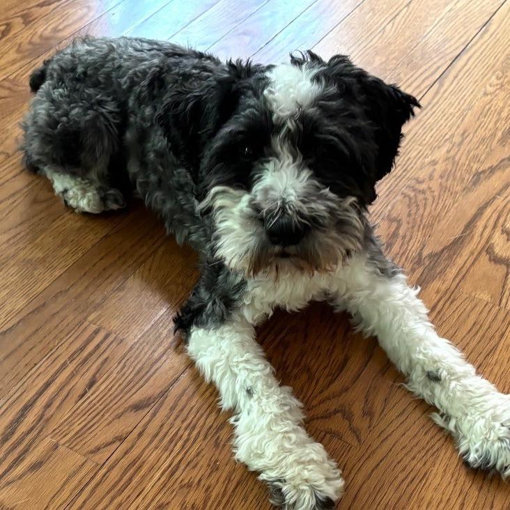 Snoopy, adopted, Adult Male Miniature Schnauzer.
