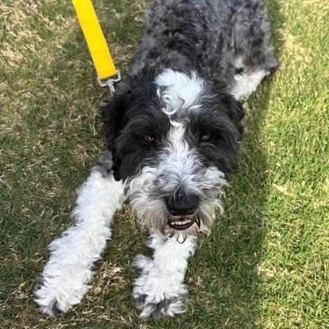 Snoopy, an adopted Miniature Schnauzer in Stokesdale, NC image 2/2