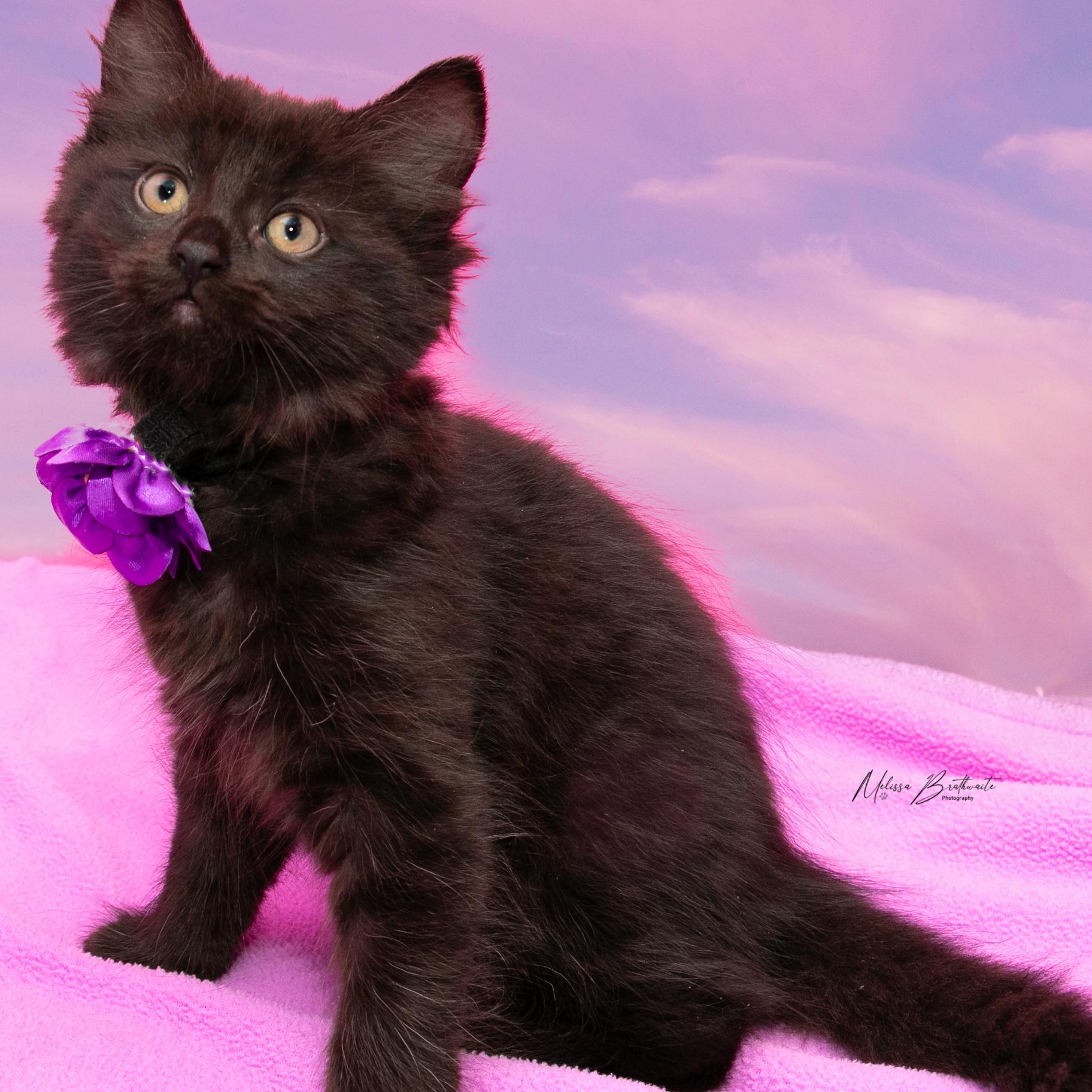 Ophelia, a ADOPTABLE Domestic Medium Hair in Calgary, AB image 4/4