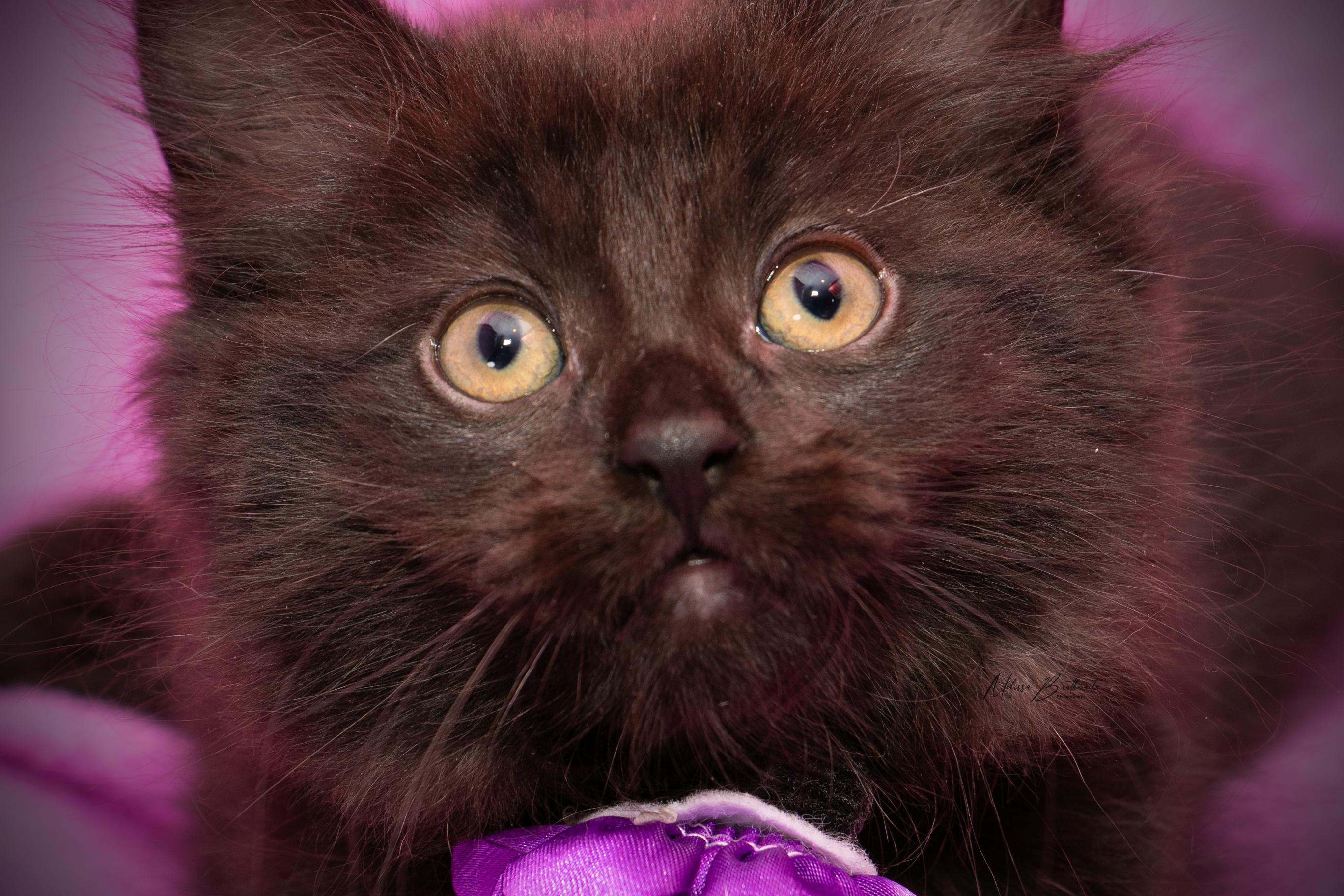 Ophelia, a ADOPTABLE Domestic Medium Hair in Calgary, AB image 3/4