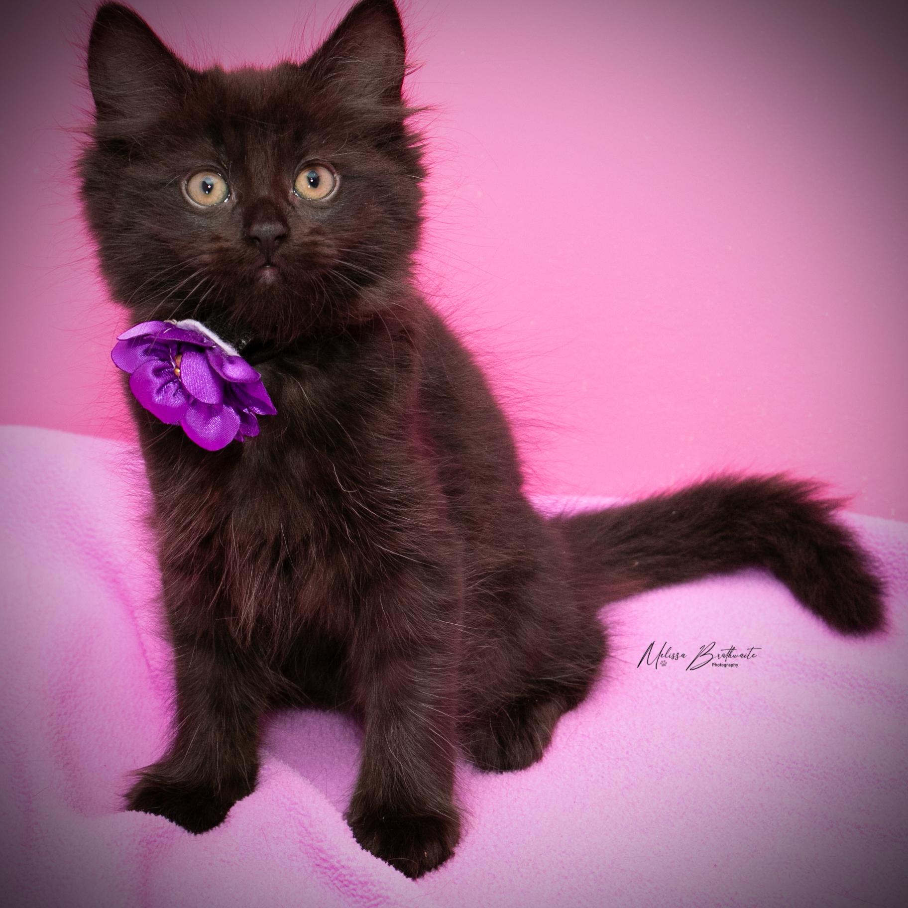 Ophelia, a ADOPTABLE Domestic Medium Hair in Calgary, AB image 1/4