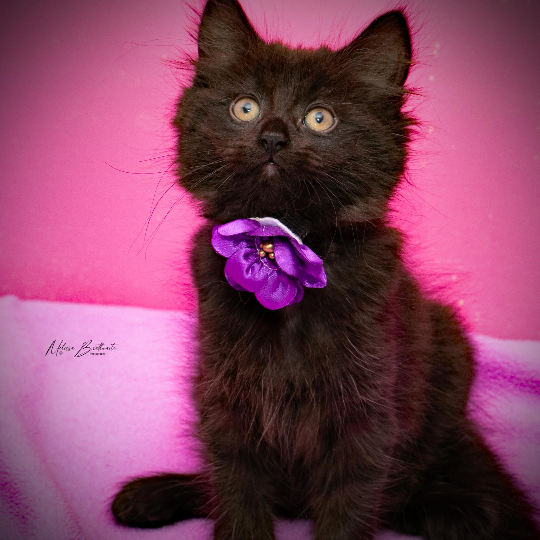 Ophelia, a ADOPTABLE Domestic Medium Hair in Calgary, AB image 2/4