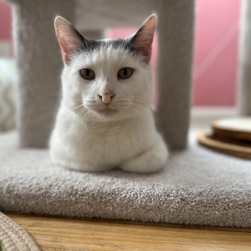 Purrnado, a Adoptable mixed breed in Granville, OH image 1/5