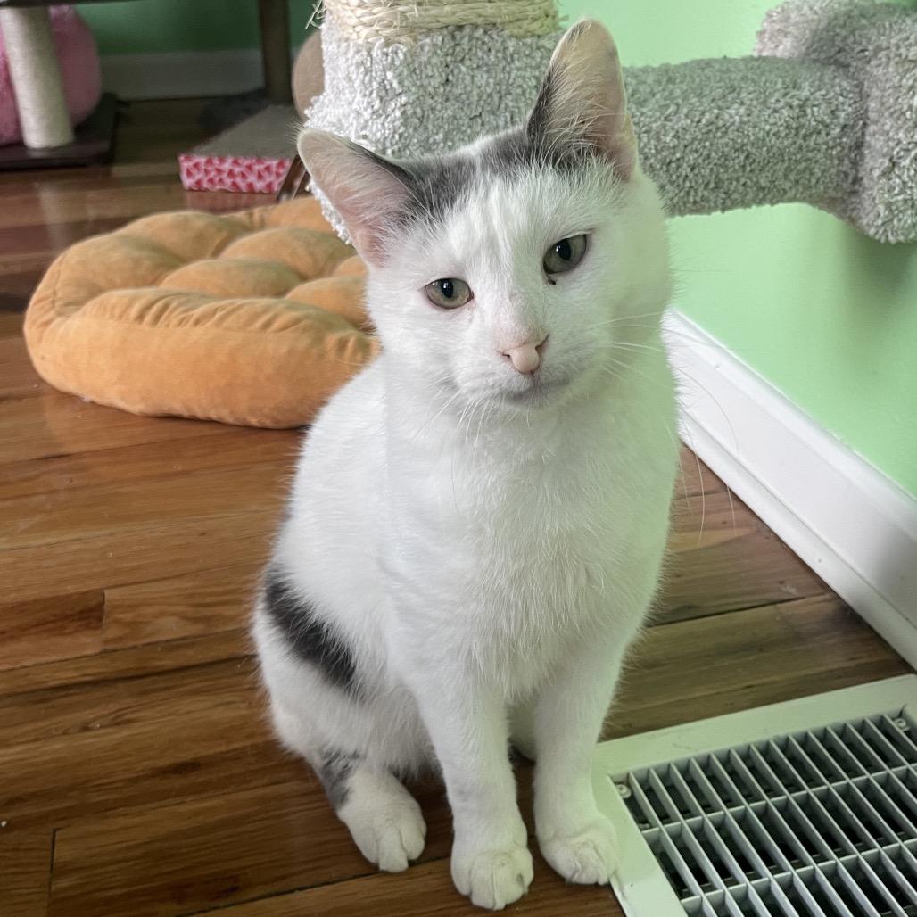 Purrnado, a Adoptable mixed breed in Granville, OH image 2/5