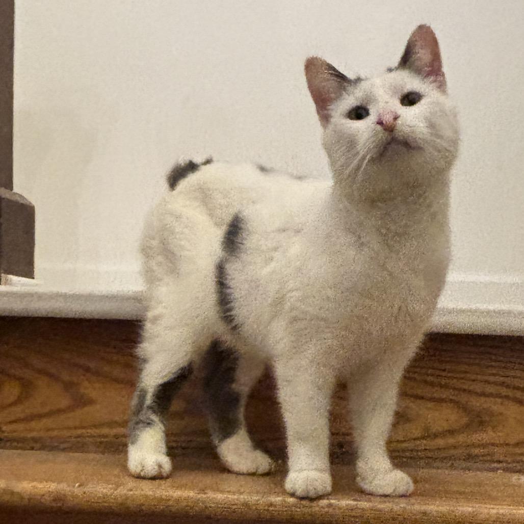 Purrnado, a Adoptable mixed breed in Granville, OH image 3/5