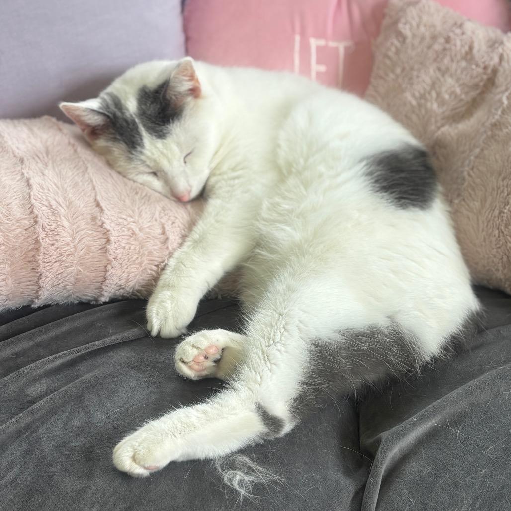 Purrnado thumbnail 6