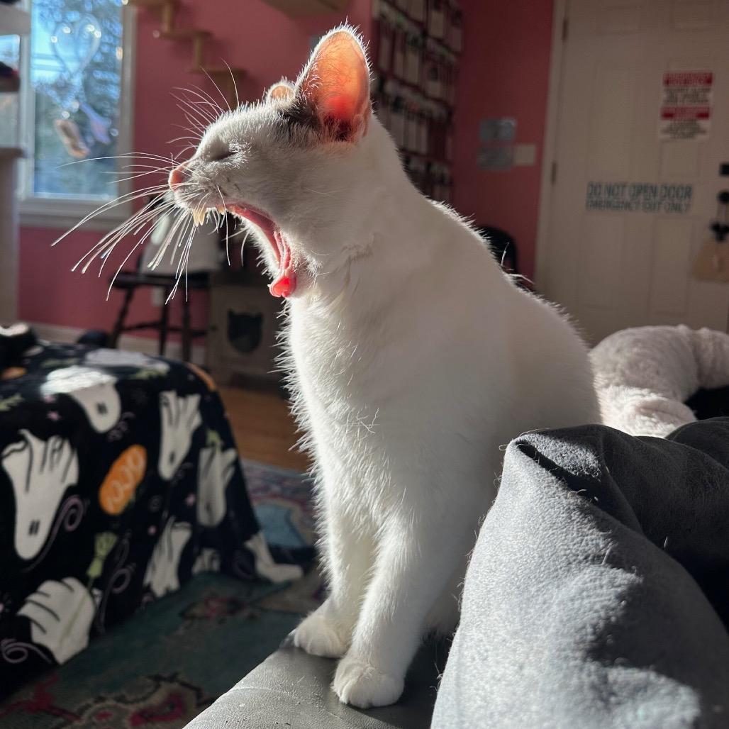 Purrnado, Adoptable, Adult Male Manx & Domestic Short Hair.