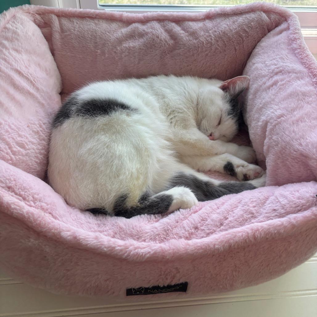 Purrnado, a Adoptable mixed breed in Granville, OH image 5/5