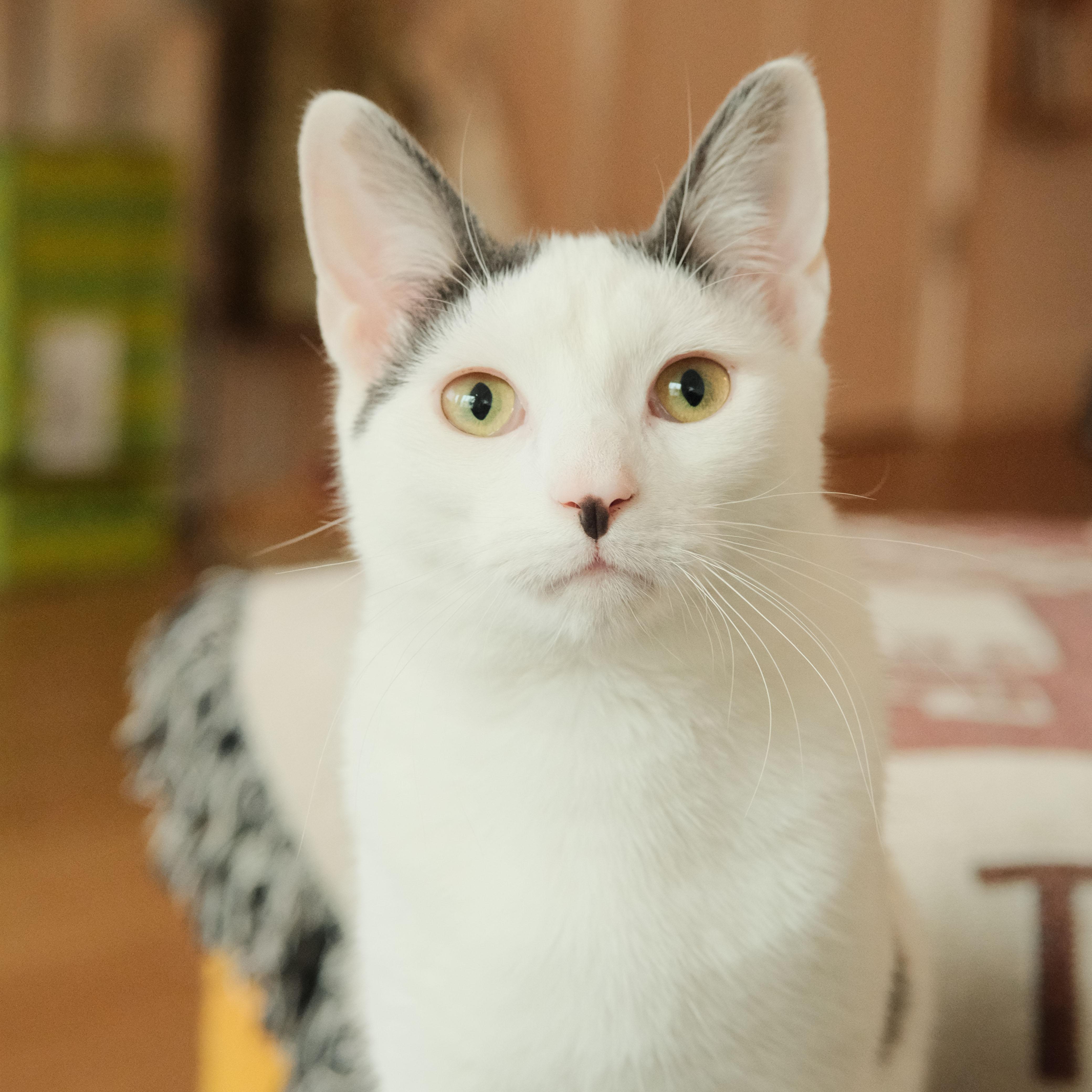 Enlarge Coconut Cream, an adopted Domestic Short Hair in BROOKLYN, NY image 5/6