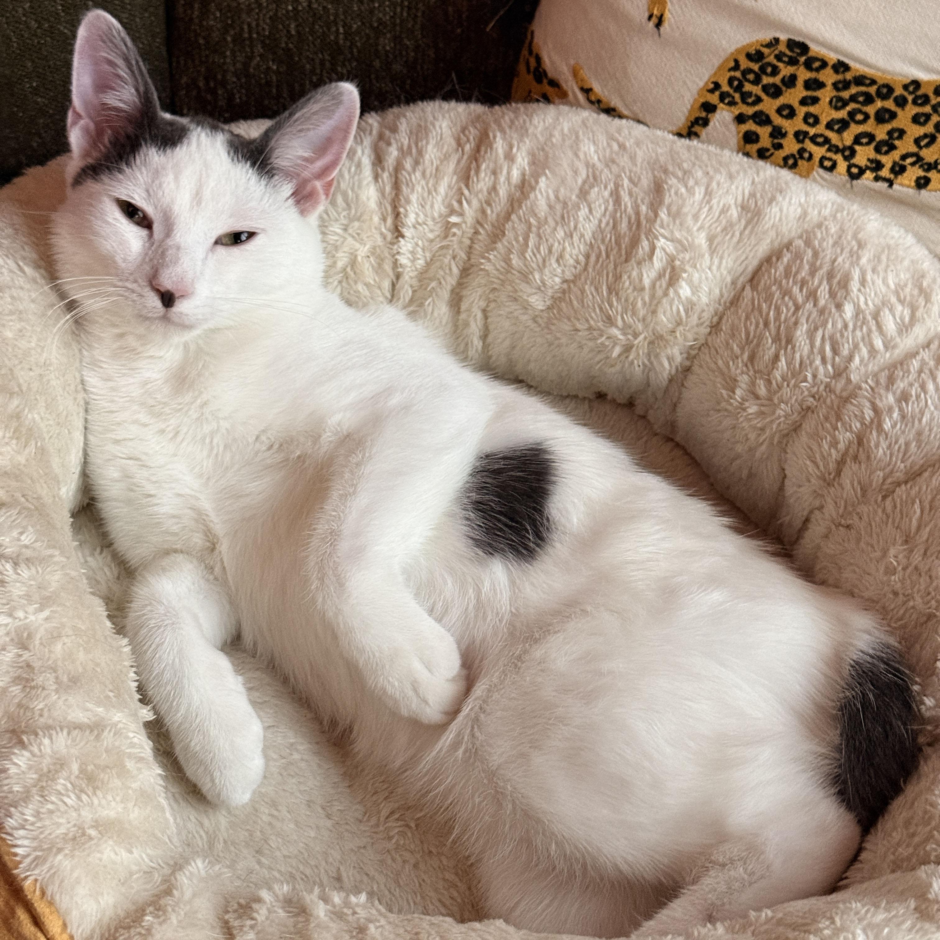 Enlarge Coconut Cream, an adopted Domestic Short Hair in BROOKLYN, NY image 2/6