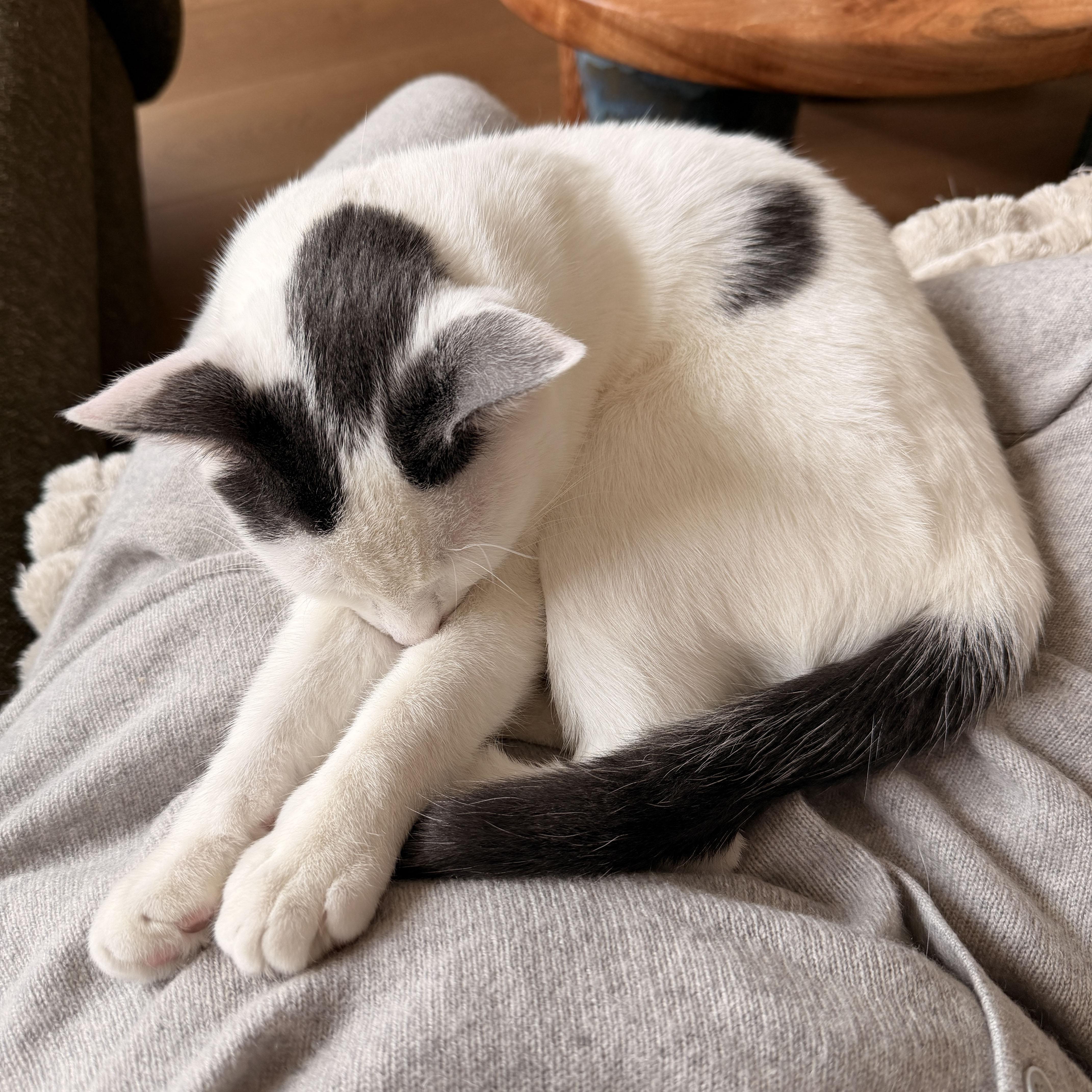 Enlarge Coconut Cream, an adopted Domestic Short Hair in BROOKLYN, NY image 3/6