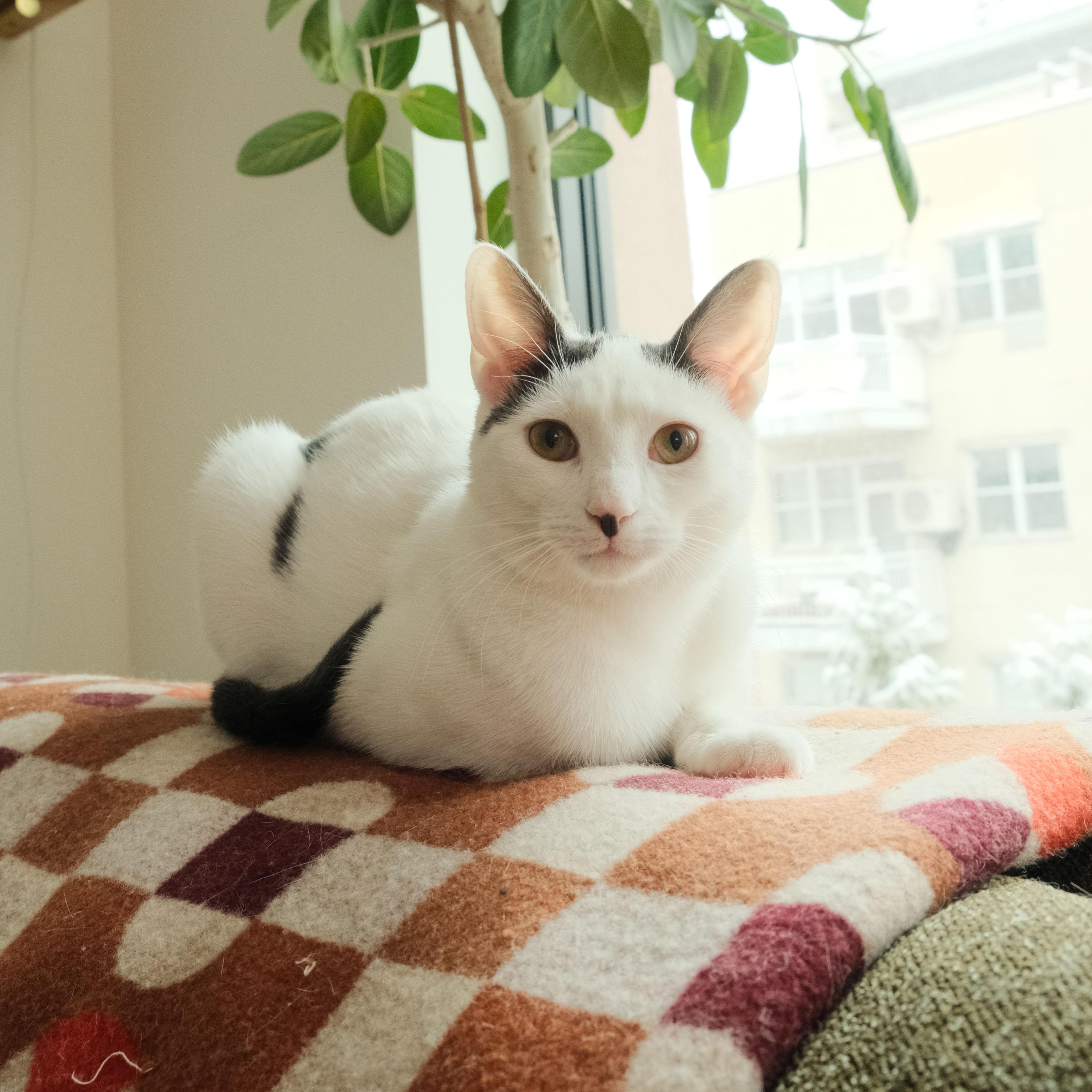 Coconut Cream, ADOPTABLE, Kitten Male Domestic Short Hair.