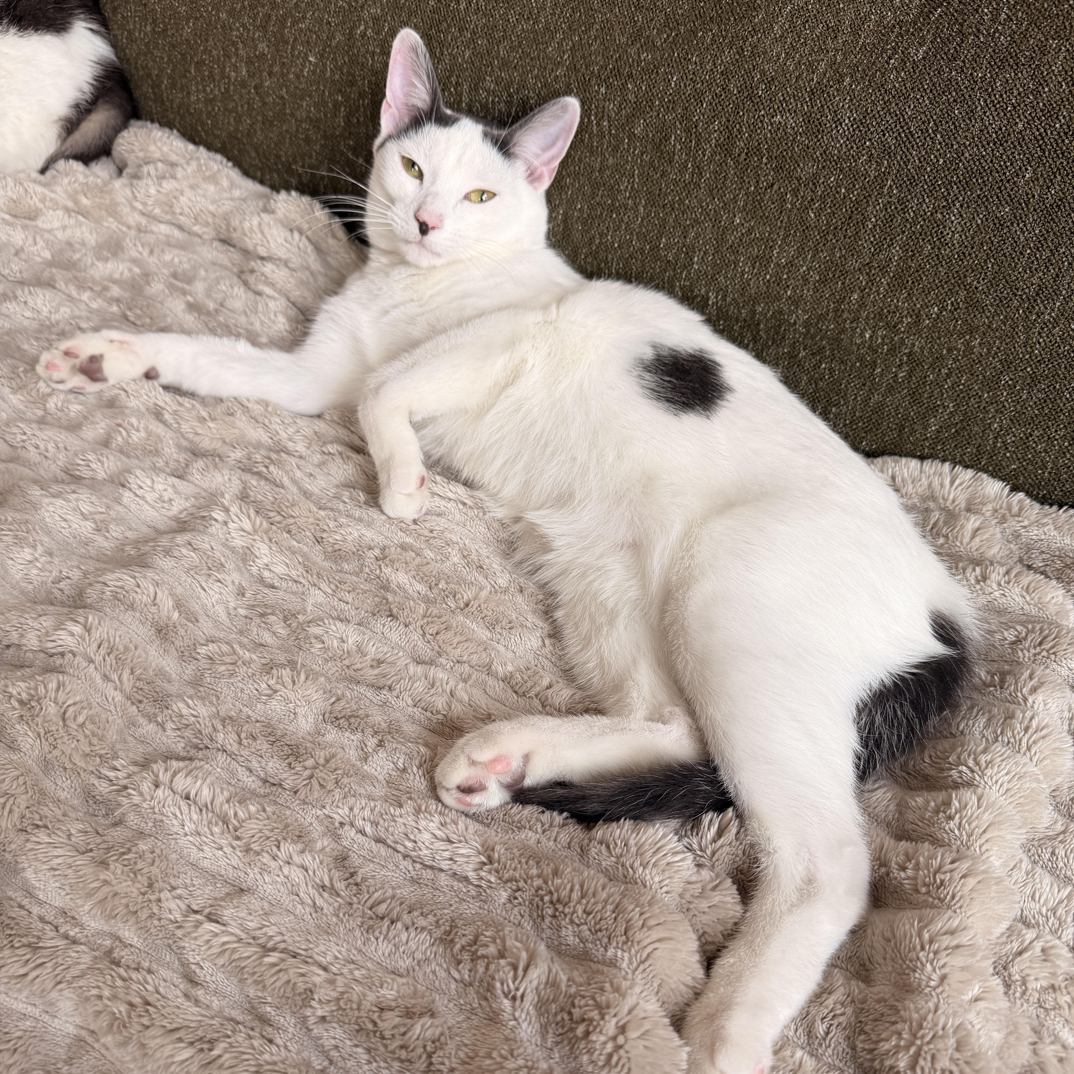 Enlarge Coconut Cream, an adopted Domestic Short Hair in BROOKLYN, NY image 6/6