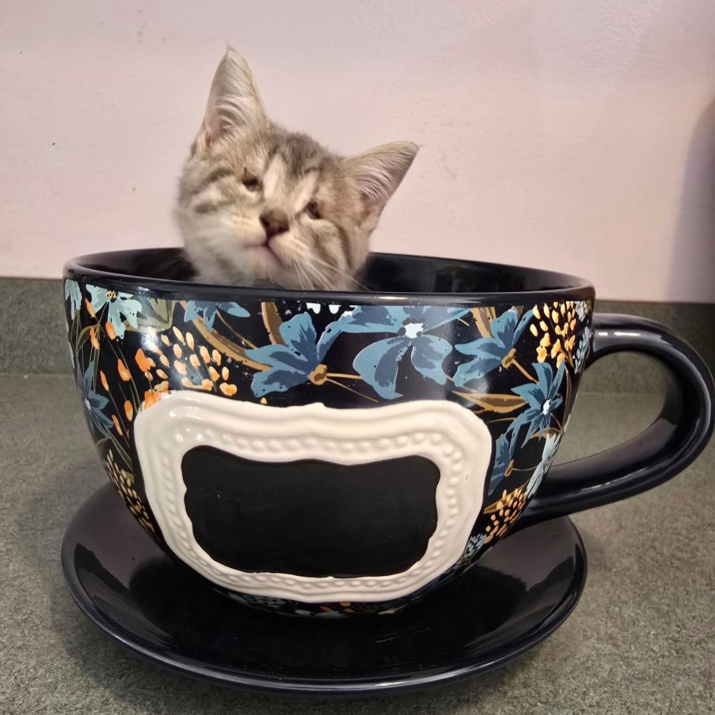 Enlarge Snowflake, a Adoptable Domestic Short Hair in Conway, AR image 1/1