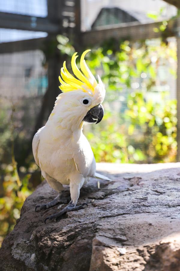 Sydney, Adoptable, Senior Male Cockatoo.