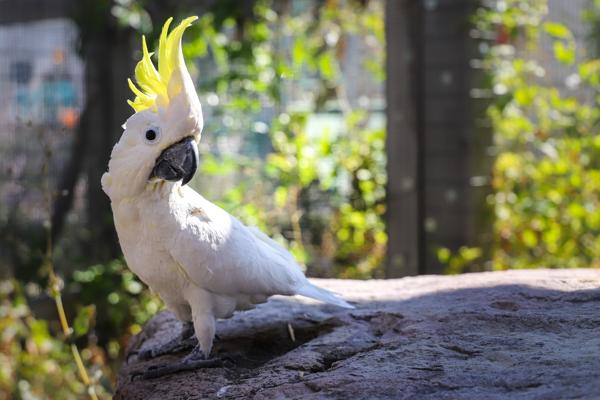 Enlarge Sydney, a Adoptable Cockatoo in Elizabeth, CO image 2/6