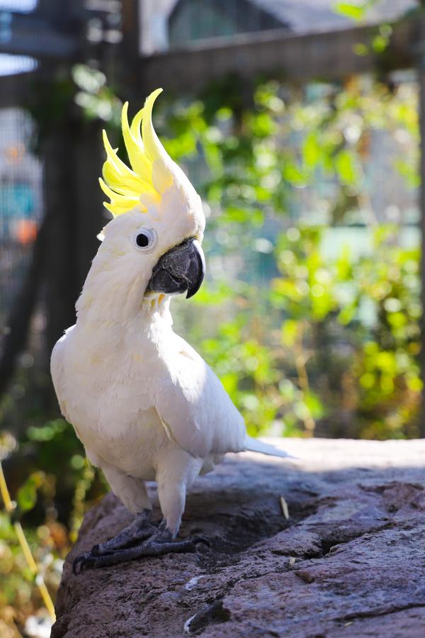 Enlarge Sydney, a Adoptable Cockatoo in Elizabeth, CO image 3/6