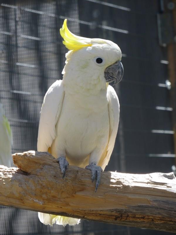 Enlarge Sydney, a Adoptable Cockatoo in Elizabeth, CO image 4/6