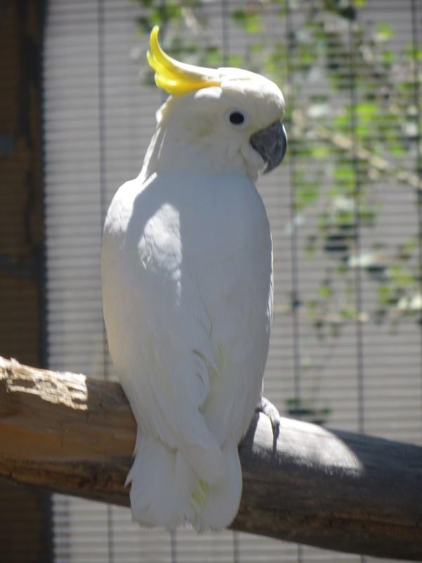 Enlarge Sydney, a Adoptable Cockatoo in Elizabeth, CO image 5/6