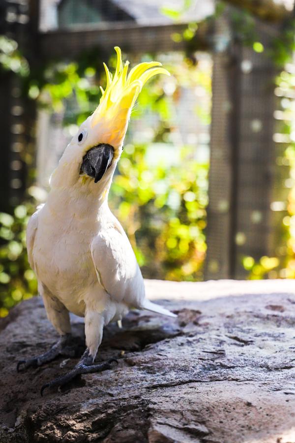 Enlarge Sydney, a Adoptable Cockatoo in Elizabeth, CO image 6/6