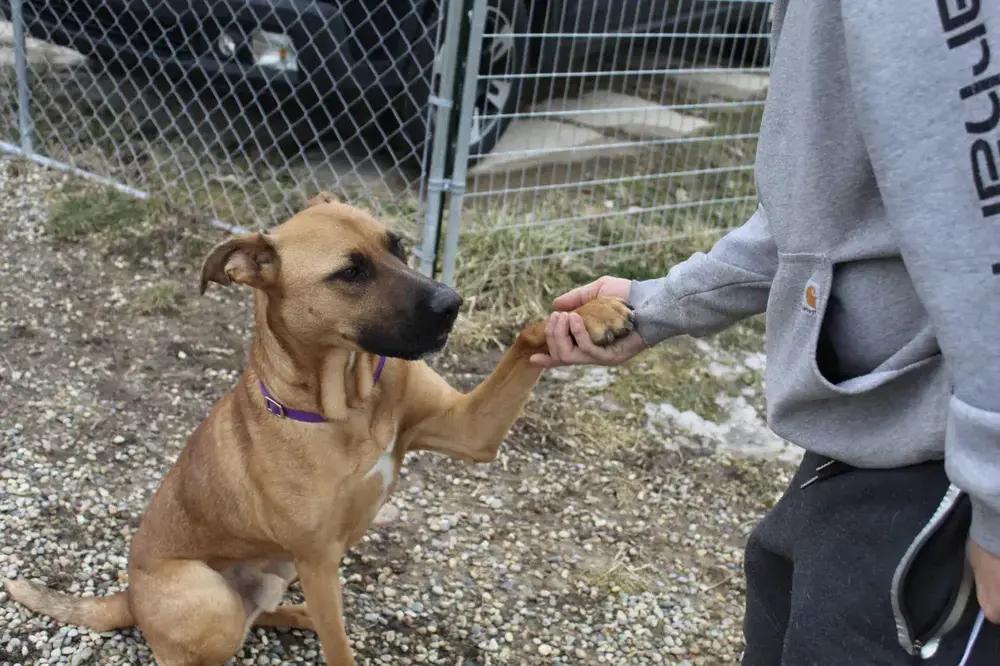 Falcon, Adoptable, Young Male Mixed Breed.