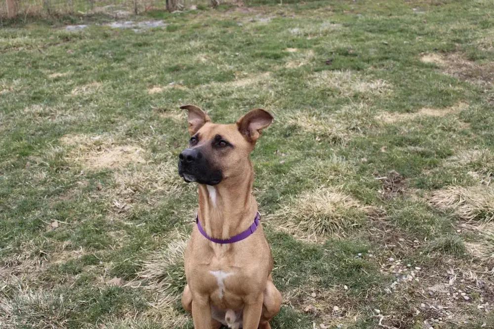 Enlarge Falcon, a Adoptable mixed breed in Grand Rapids, MI image 2/6