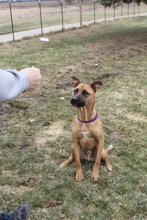 Enlarge Falcon, a Adoptable mixed breed in Grand Rapids, MI image 3/6