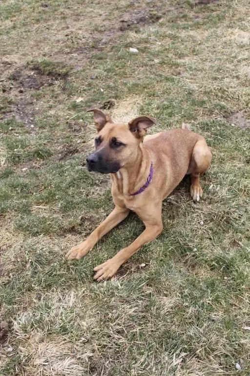 Enlarge Falcon, a Adoptable mixed breed in Grand Rapids, MI image 4/6