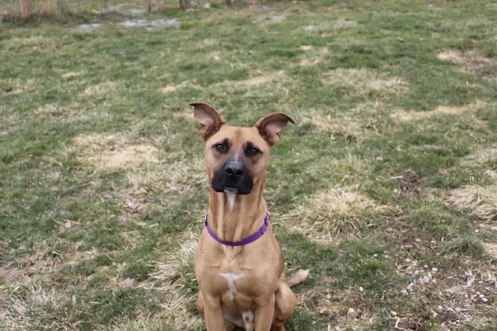 Enlarge Falcon, a Adoptable mixed breed in Grand Rapids, MI image 6/6
