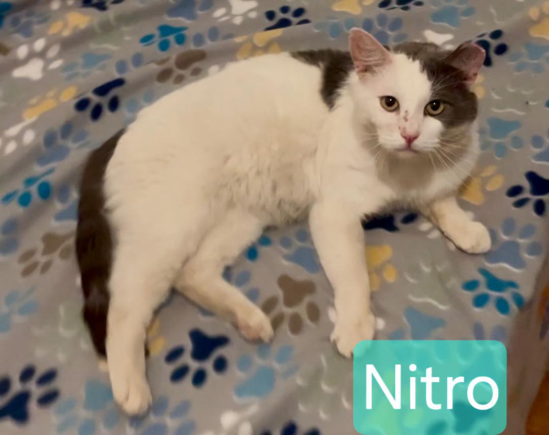 Nitro