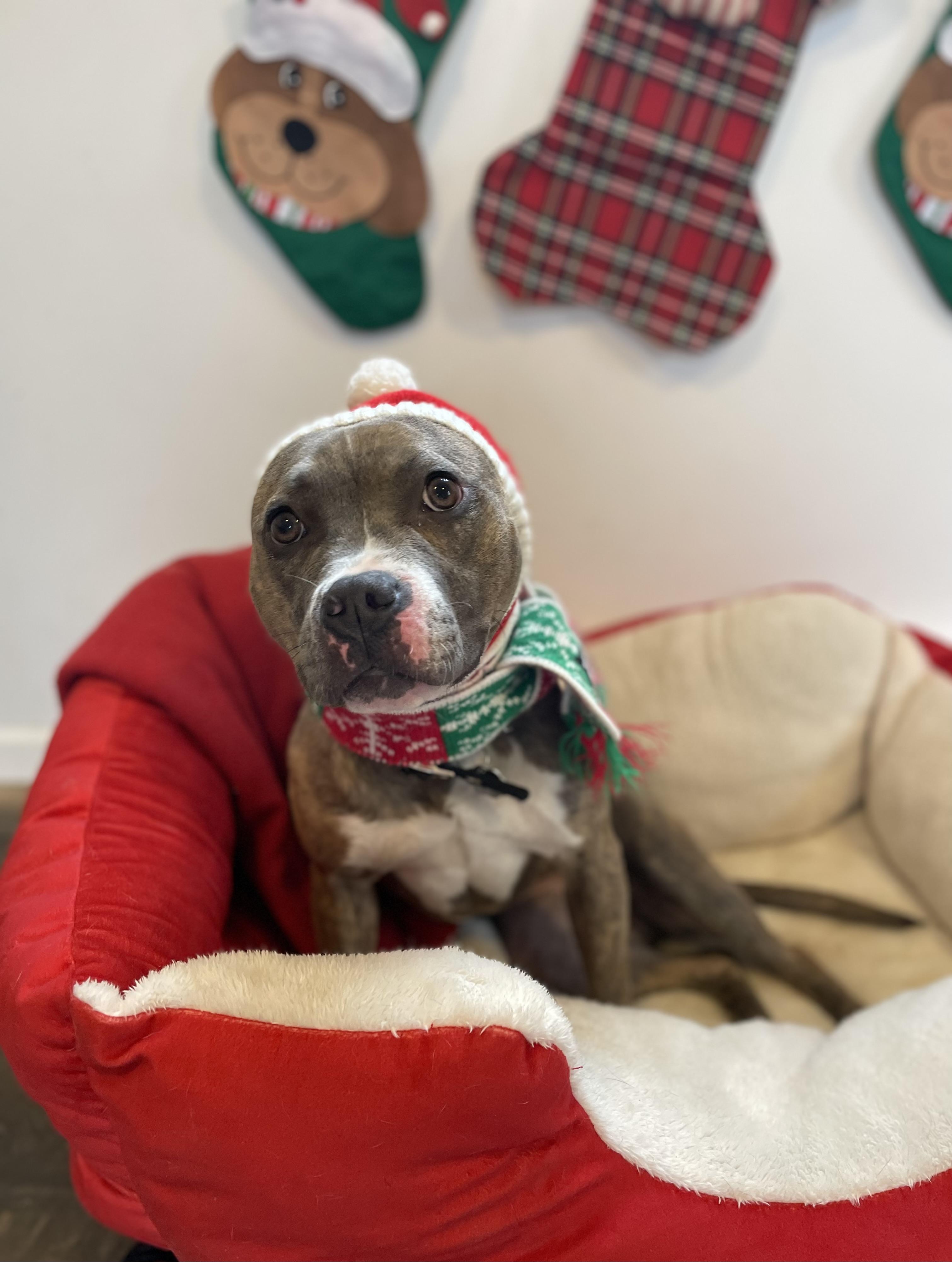 Lavender, a Adoptable mixed breed in Oxford, MI image 4/6