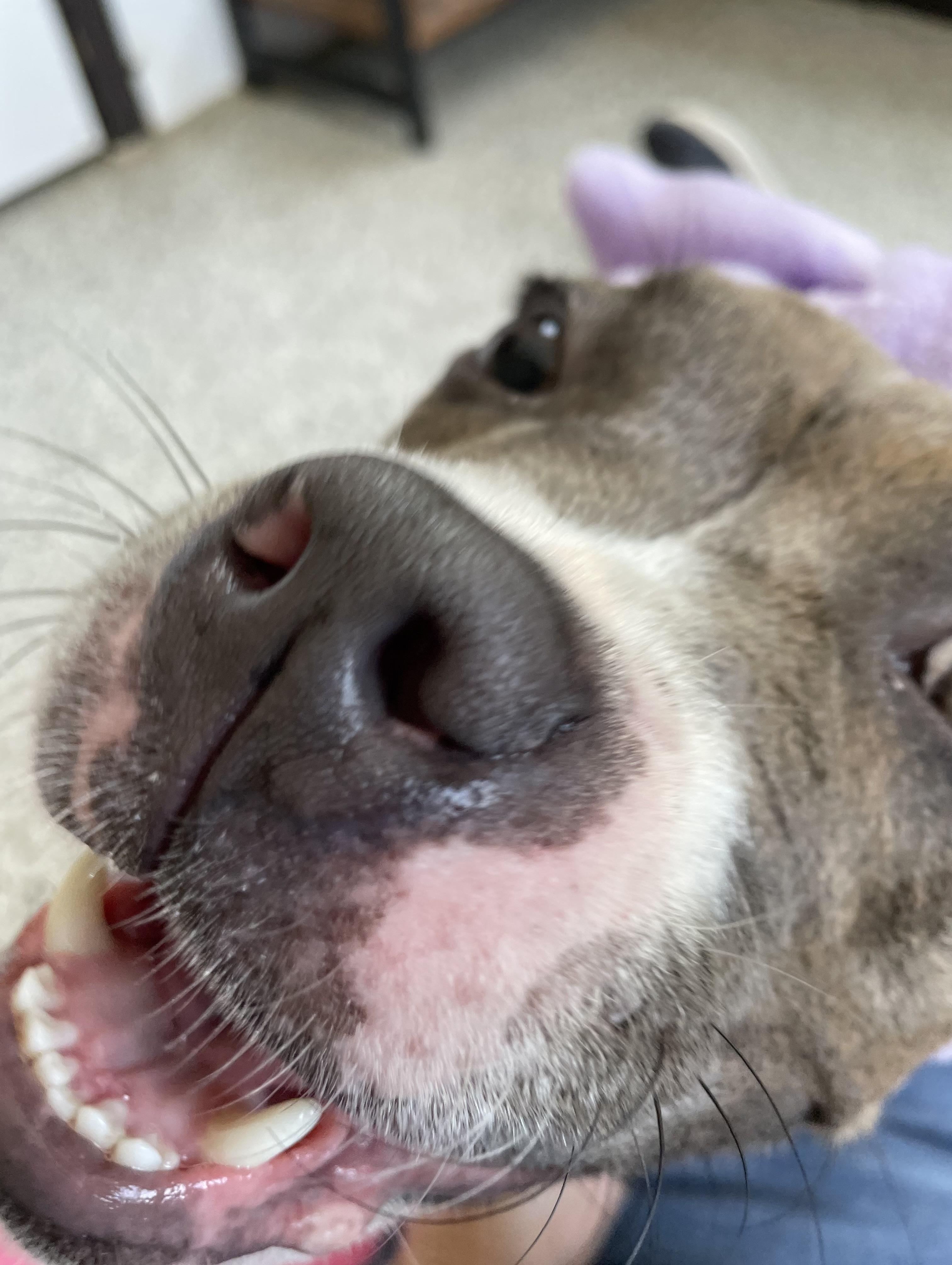 Enlarge Lavender, a Adoptable mixed breed in Oxford, MI image 6/6