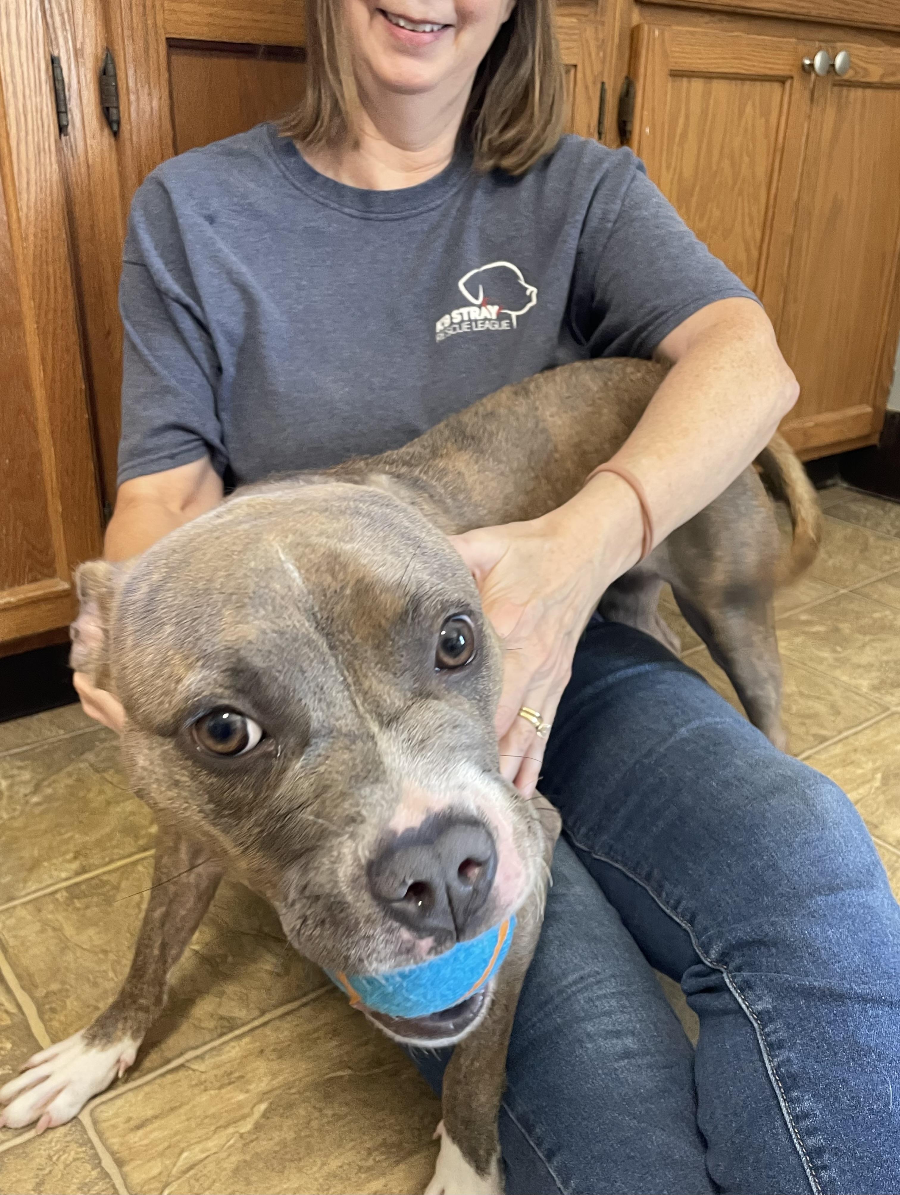 Lavender, a Adoptable mixed breed in Oxford, MI image 6/6