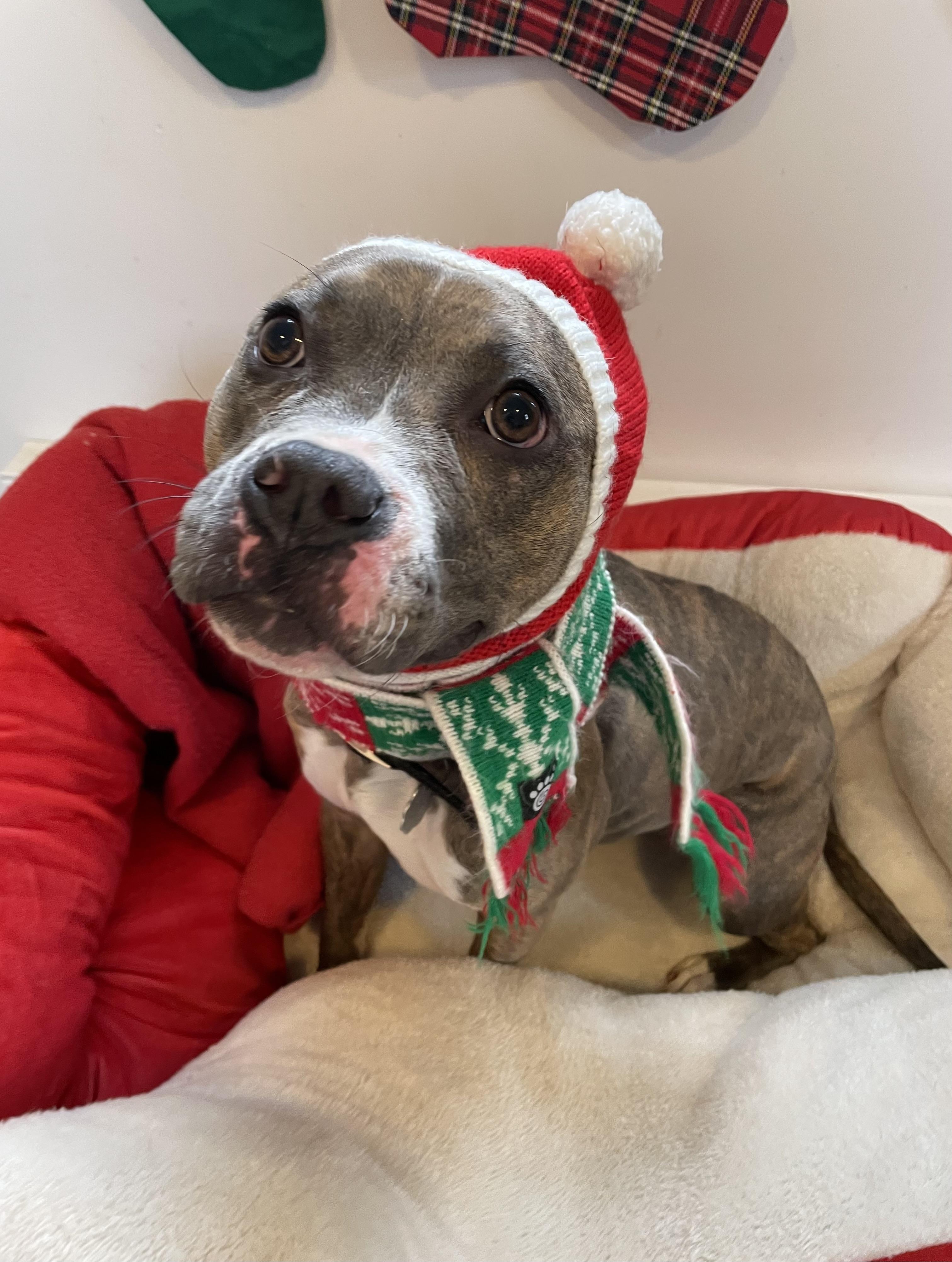 Lavender, Adoptable, Young Female Boxer & Mixed Breed.