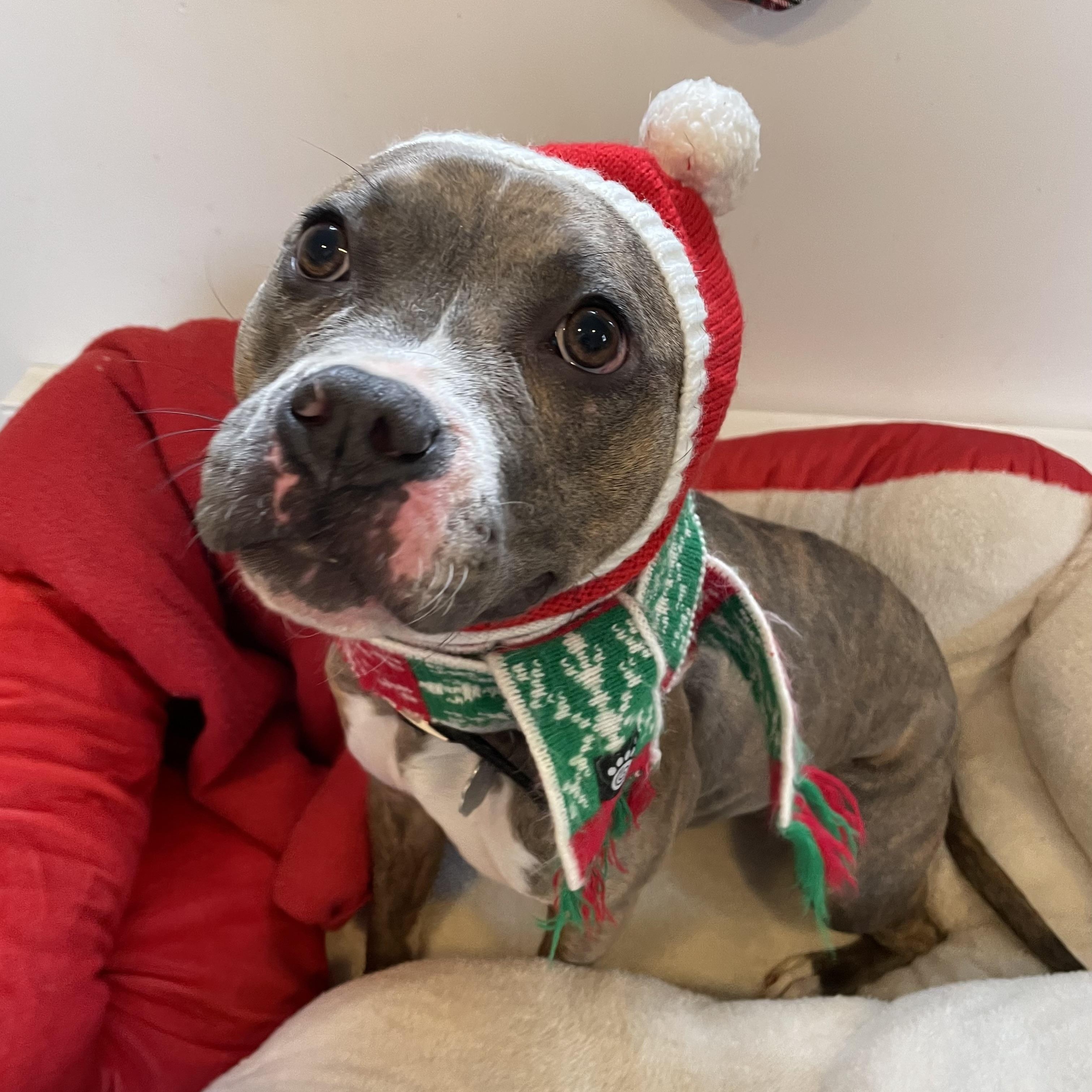 Enlarge Lavender, a Adoptable mixed breed in Oxford, MI image 1/6