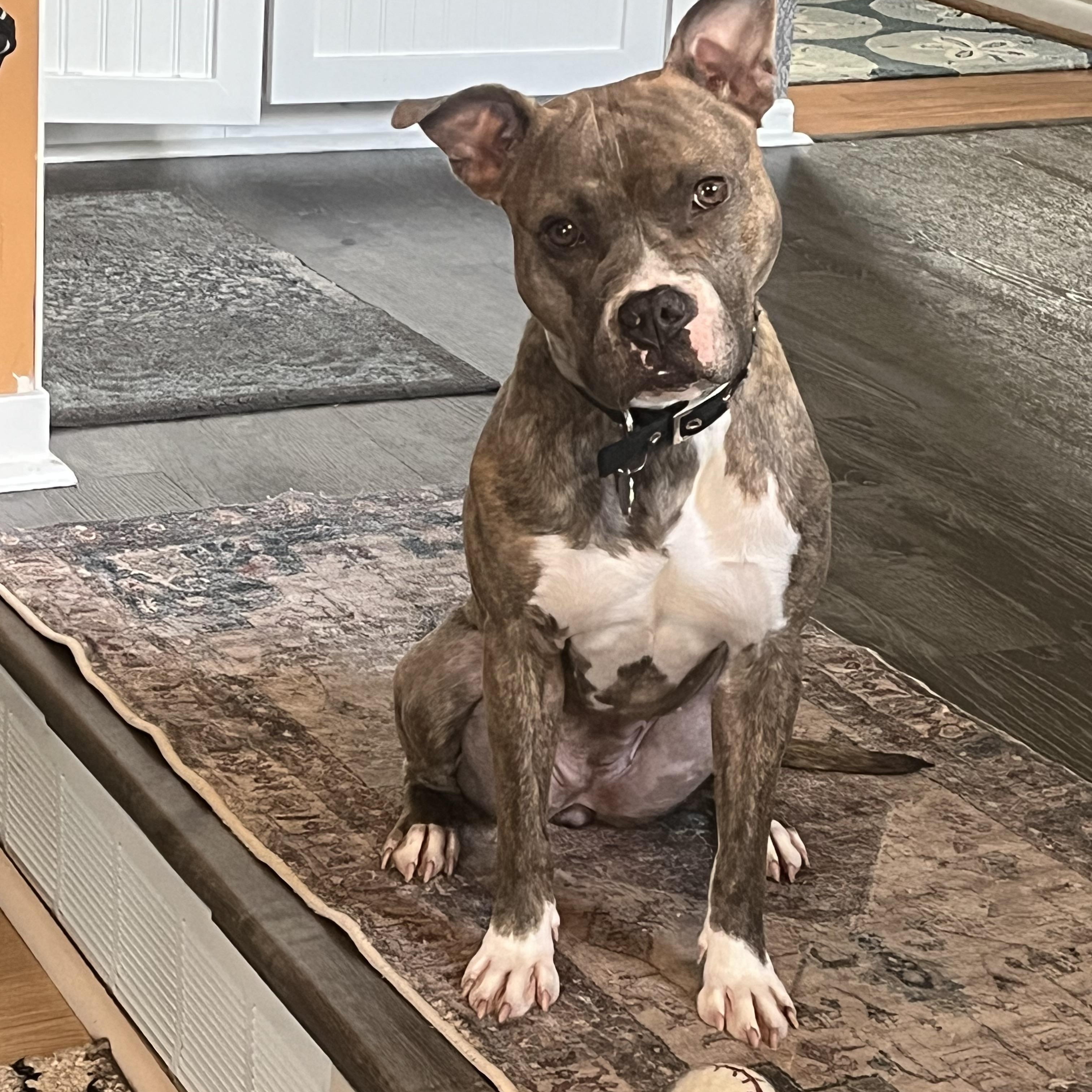 Enlarge Lavender, a Adoptable mixed breed in Oxford, MI image 5/6