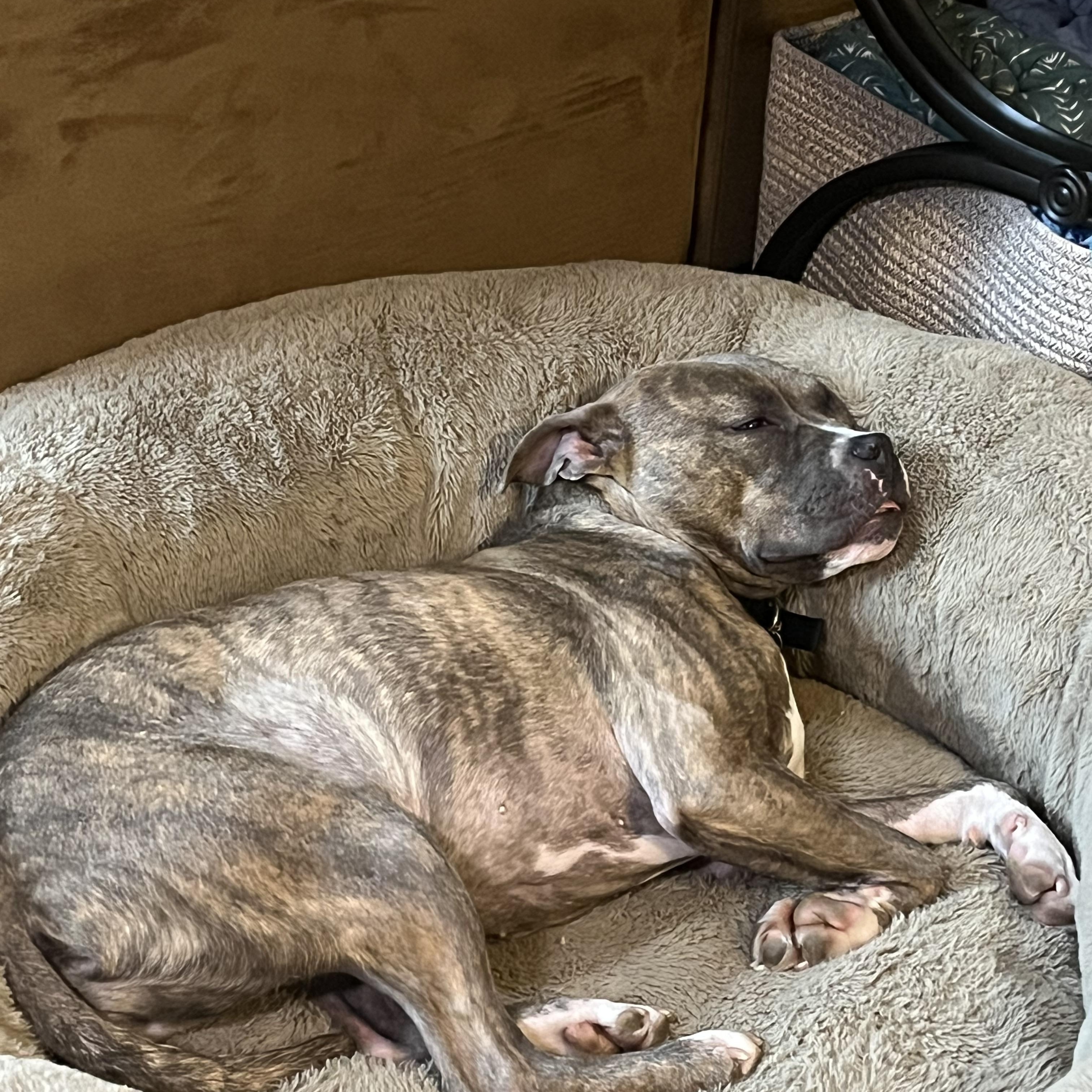 Enlarge Lavender, a Adoptable mixed breed in Oxford, MI image 6/6