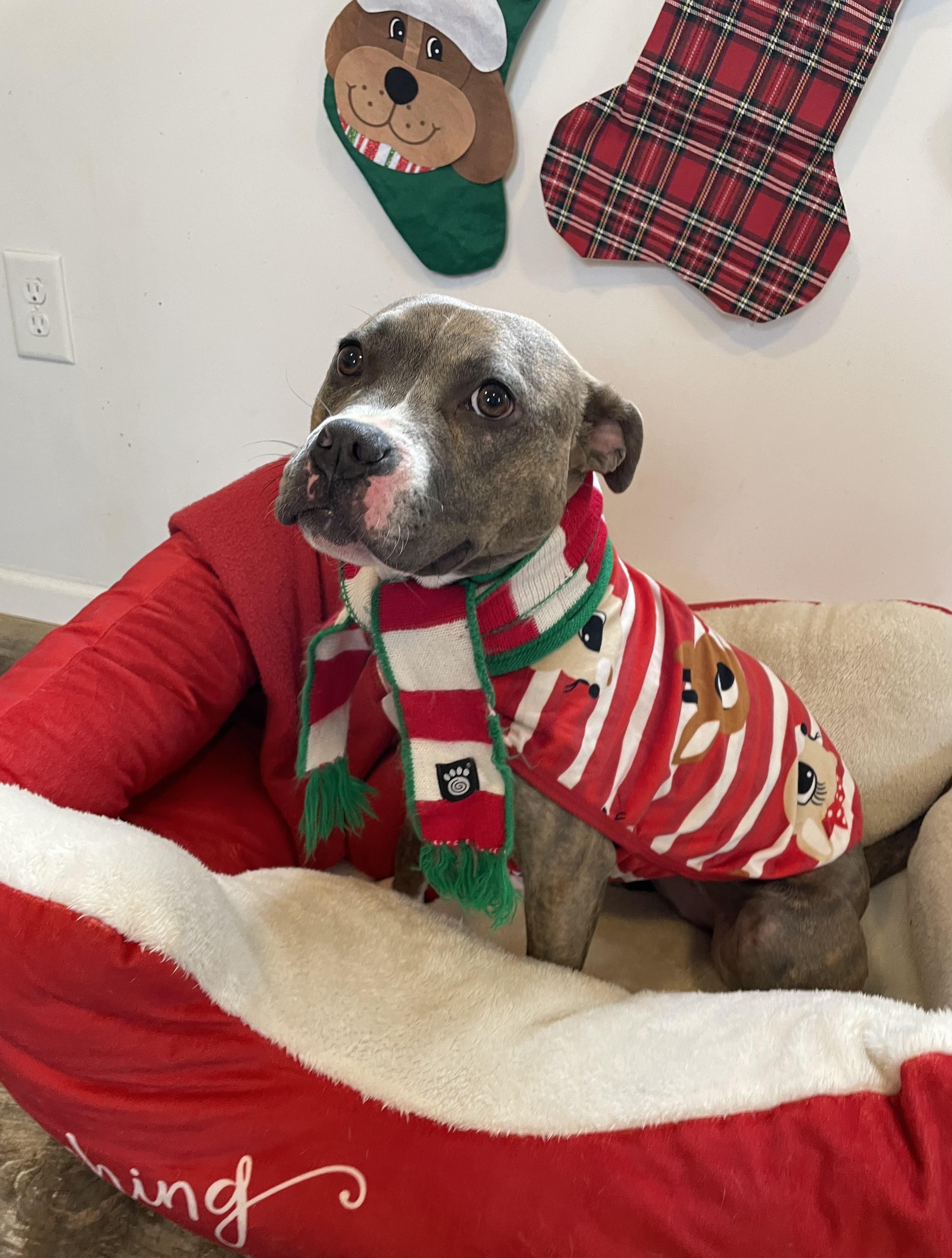 Lavender, a Adoptable mixed breed in Oxford, MI image 2/6