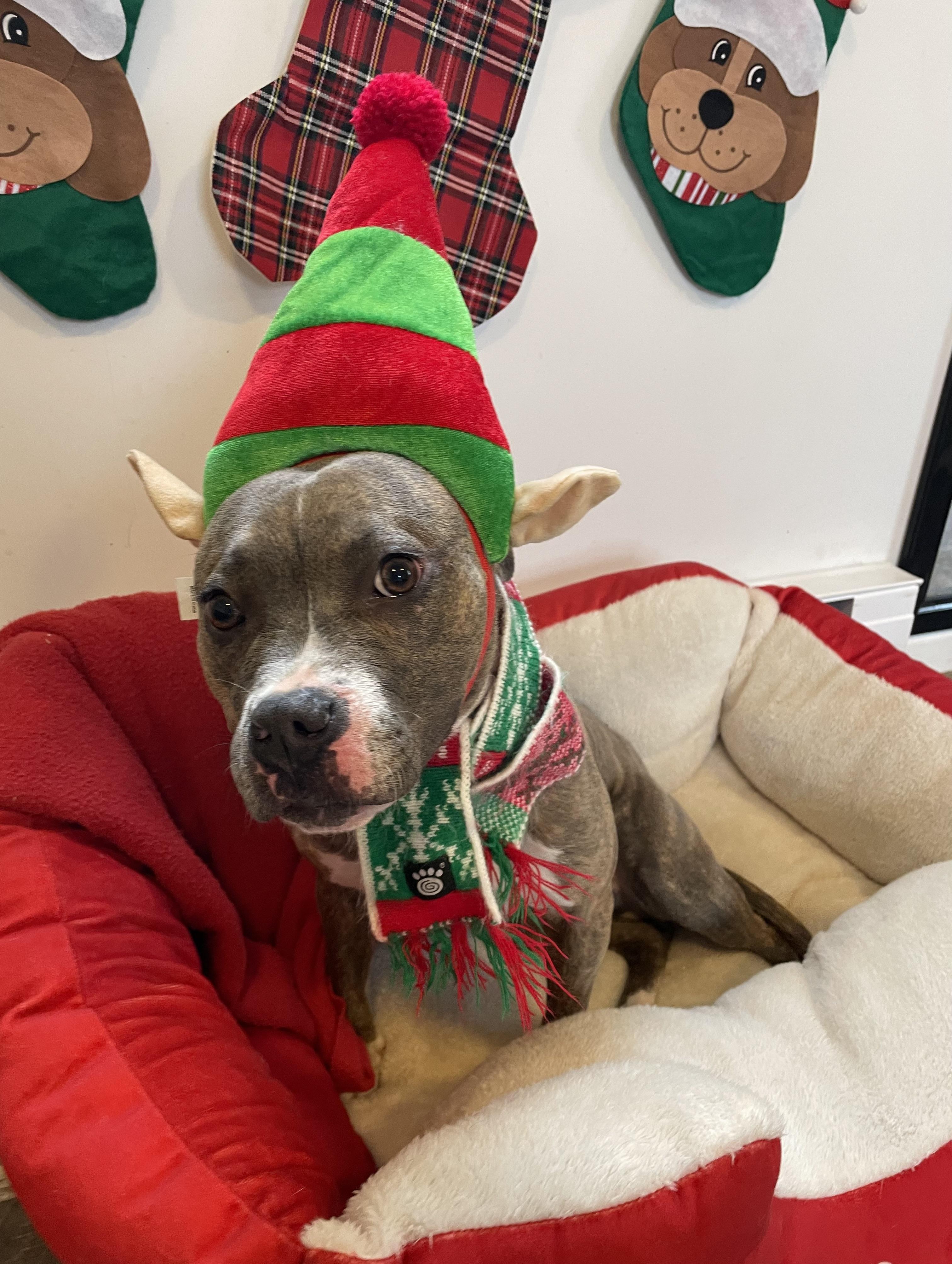 Lavender, a Adoptable mixed breed in Oxford, MI image 3/6