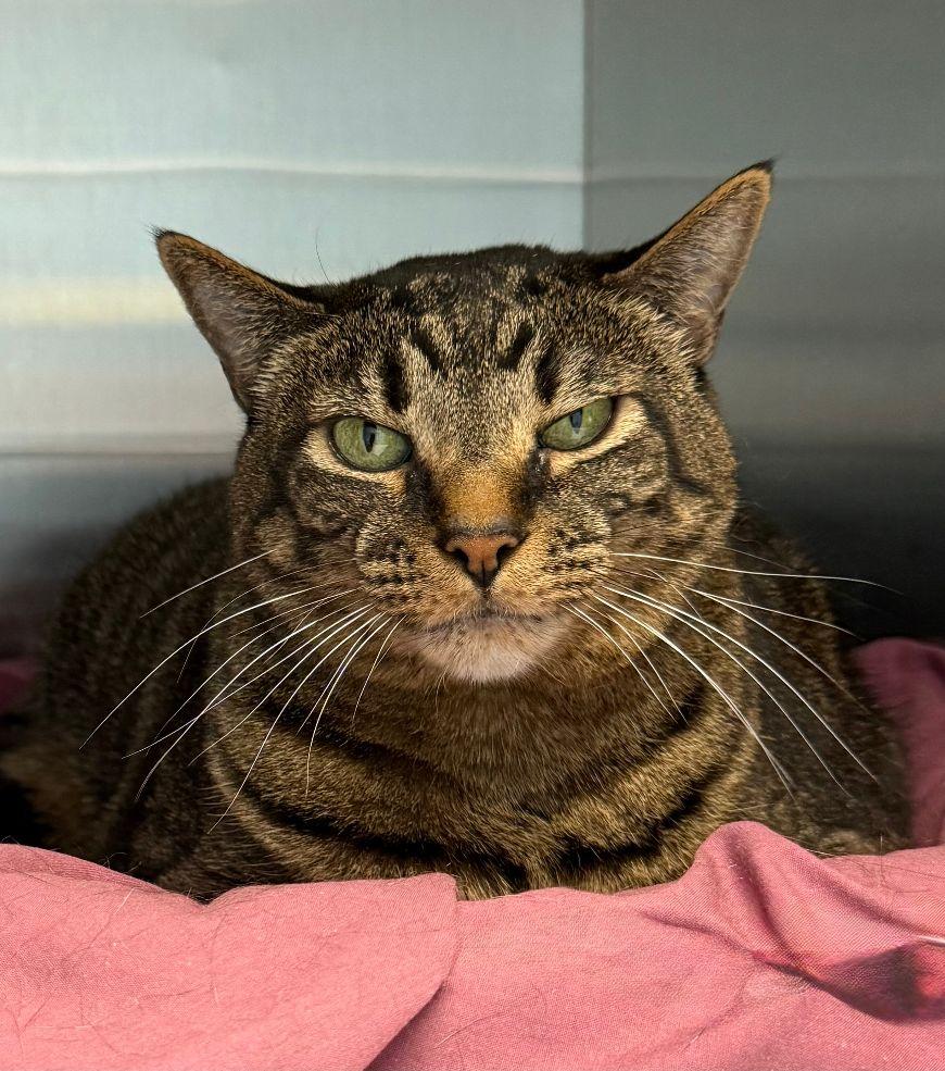 Enlarge Meeka, a Adoptable Domestic Short Hair in Staley, NC image 1/1